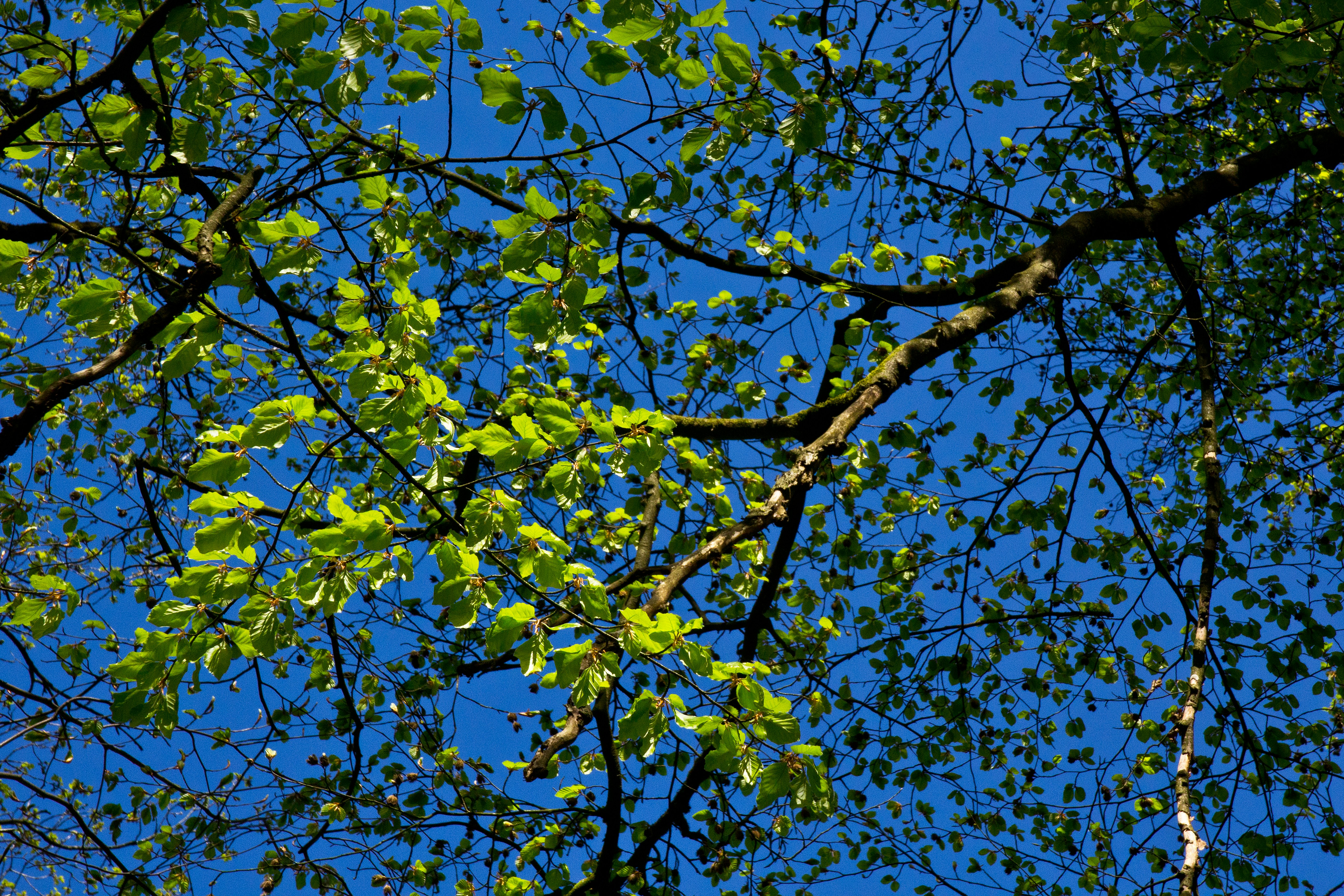 Photo by conniedevries