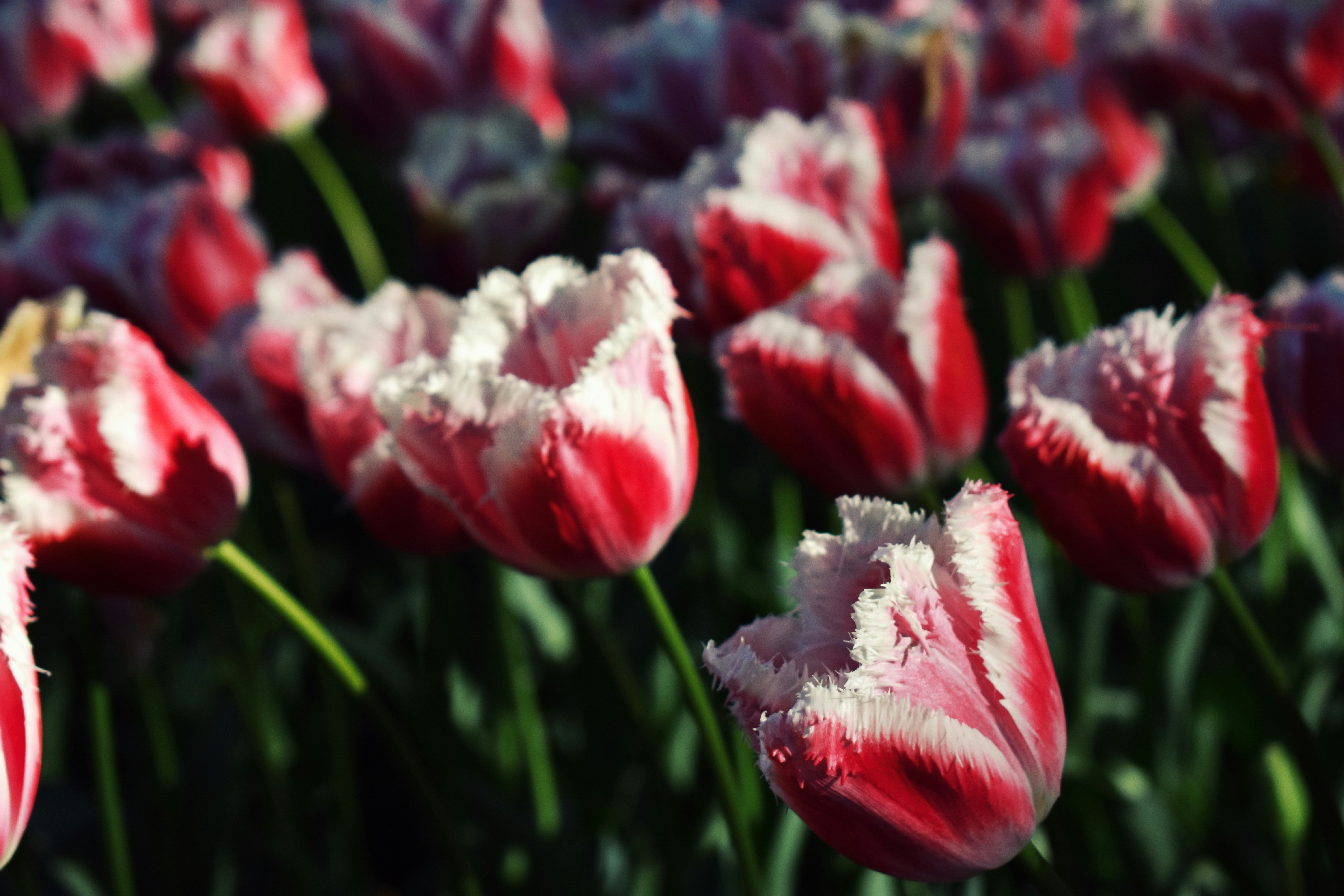 Photo by nisacokokumus