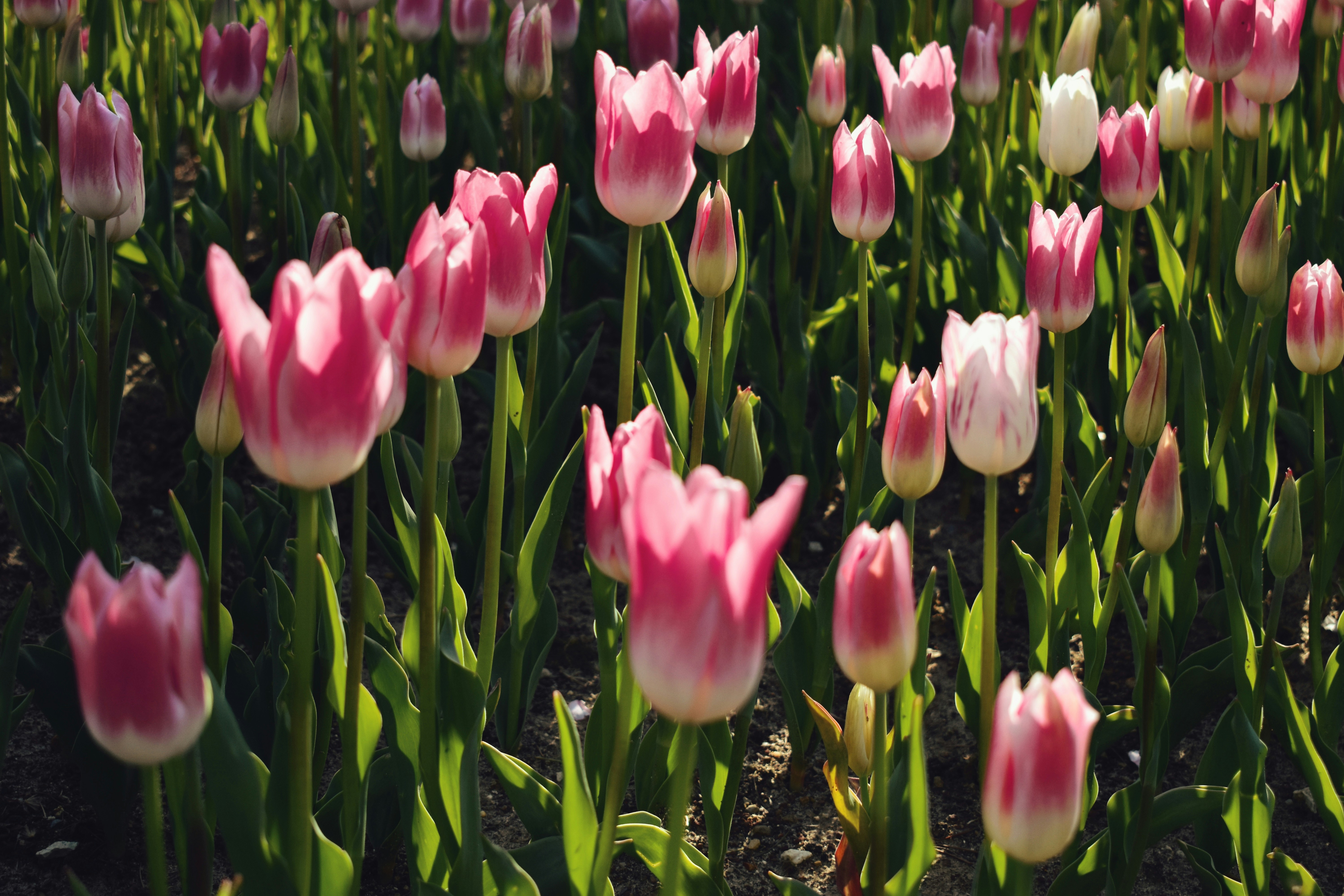 Photo by nisacokokumus