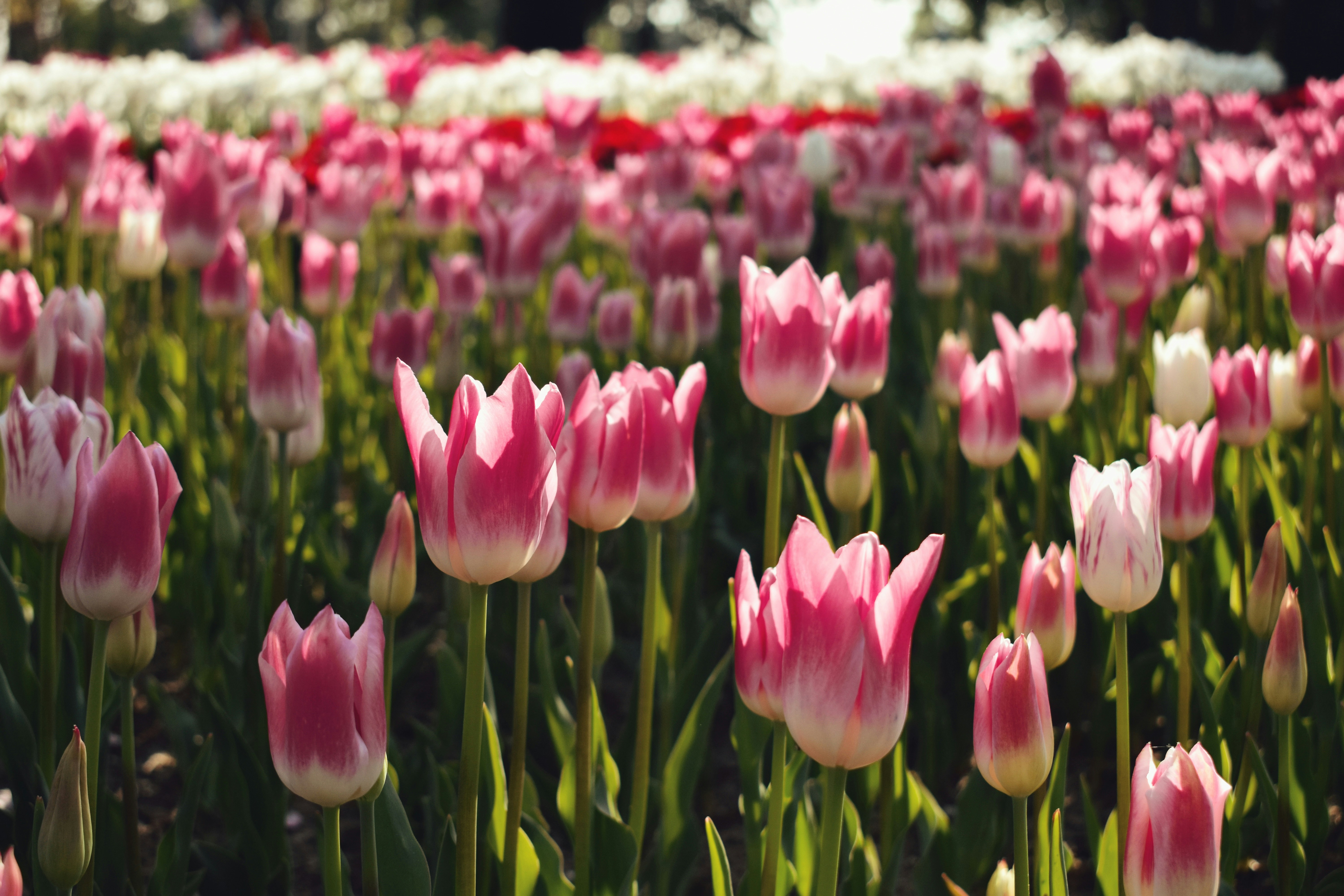 Photo by nisacokokumus