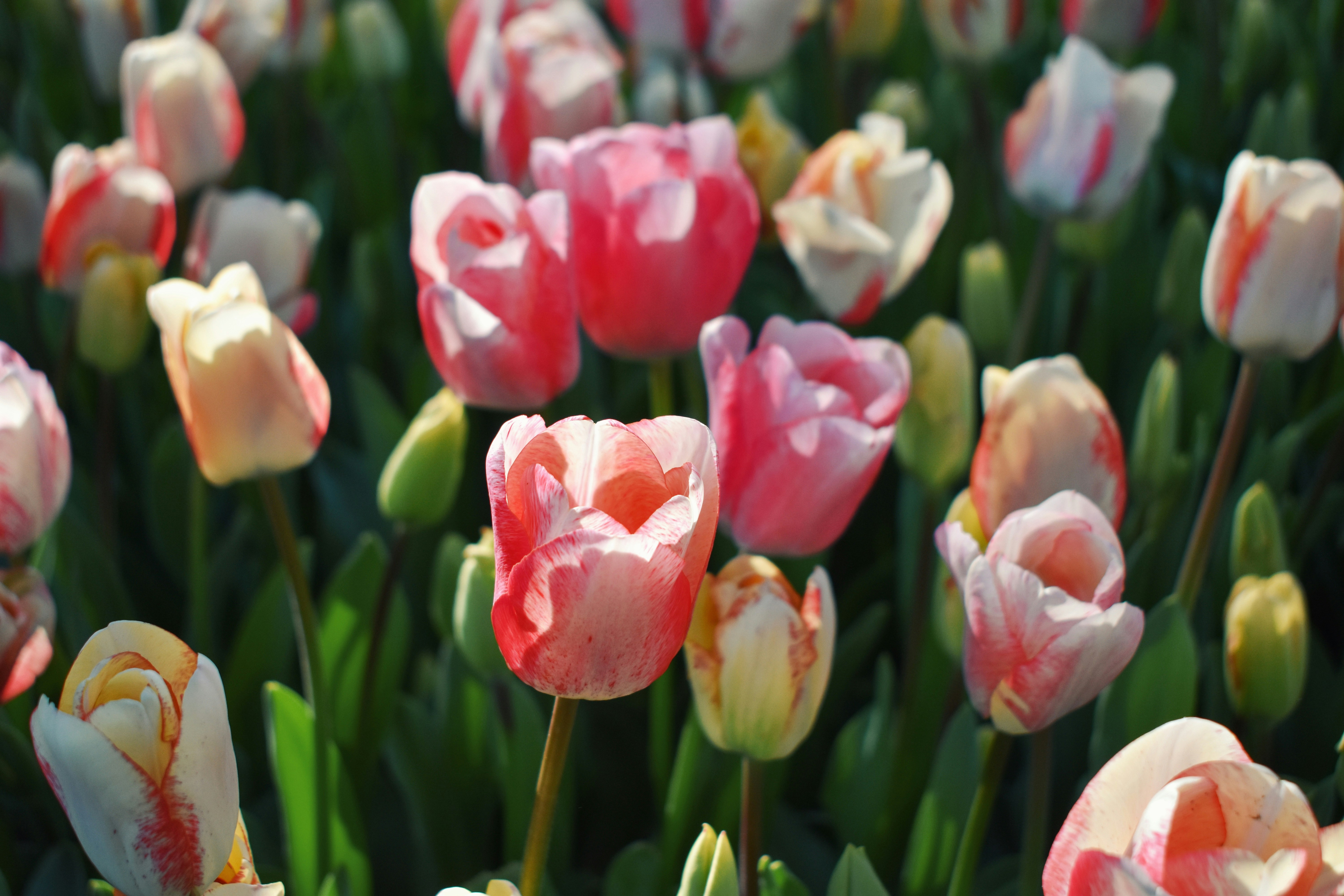 Photo by nisacokokumus