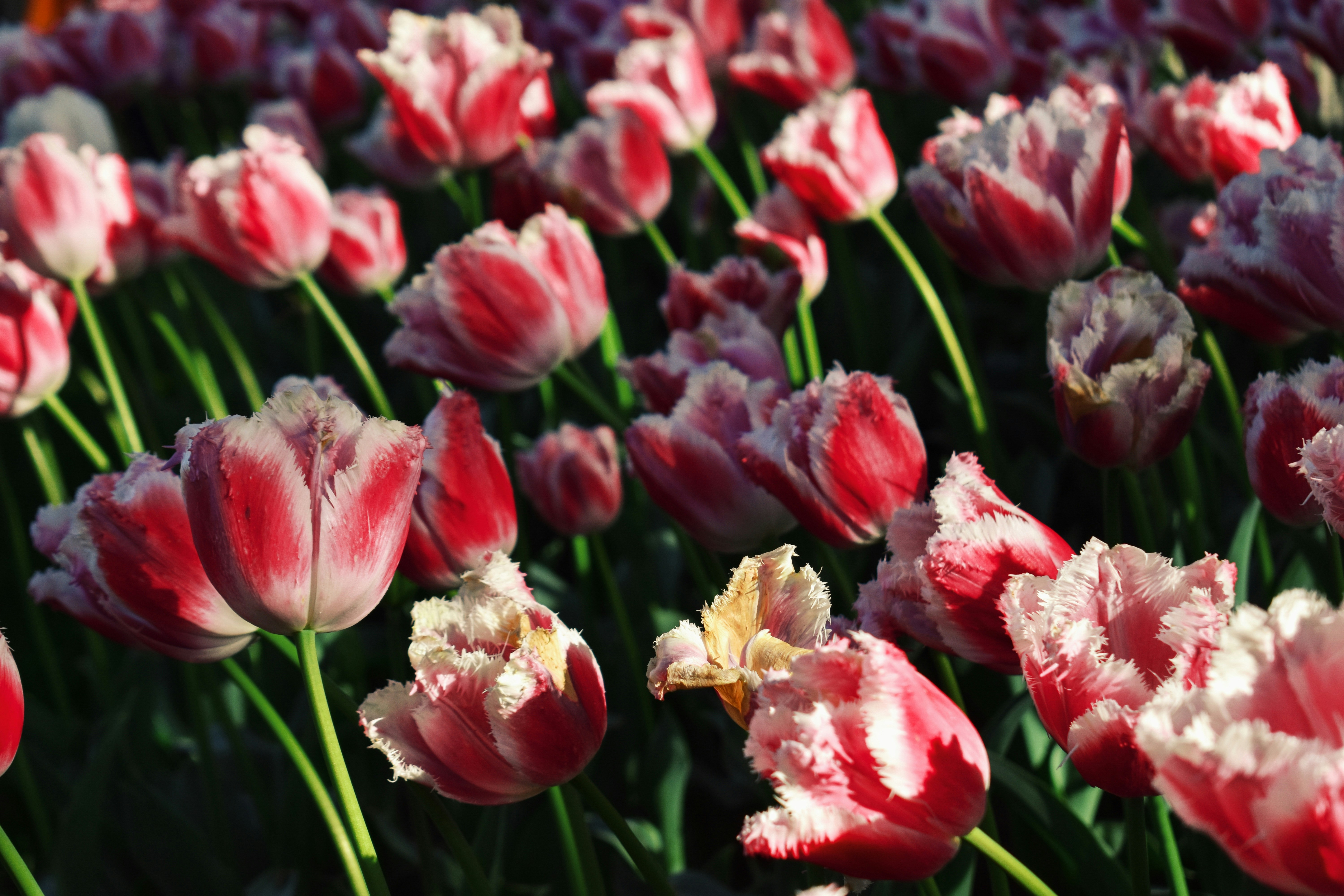 Photo by nisacokokumus