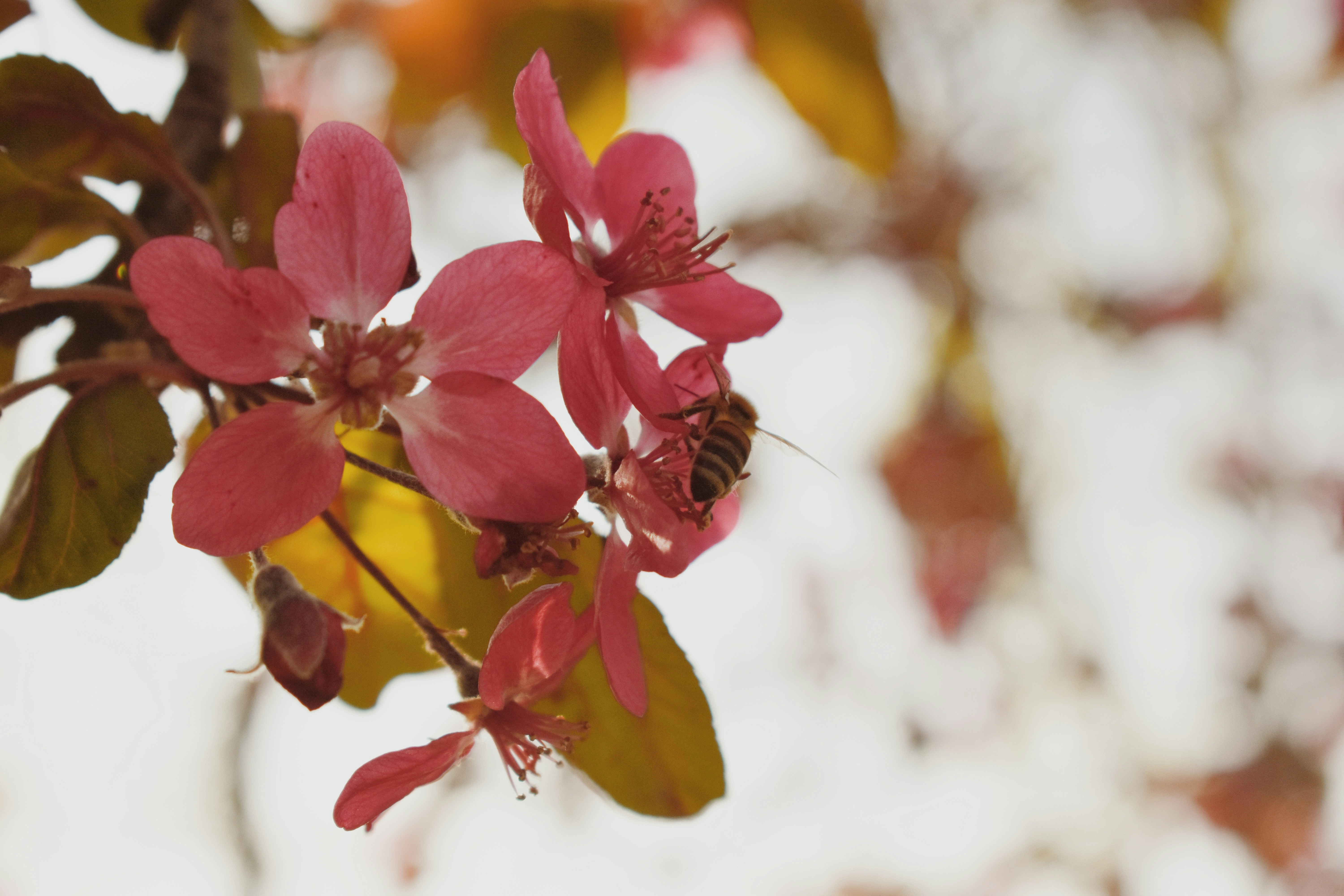 Photo by nisacokokumus