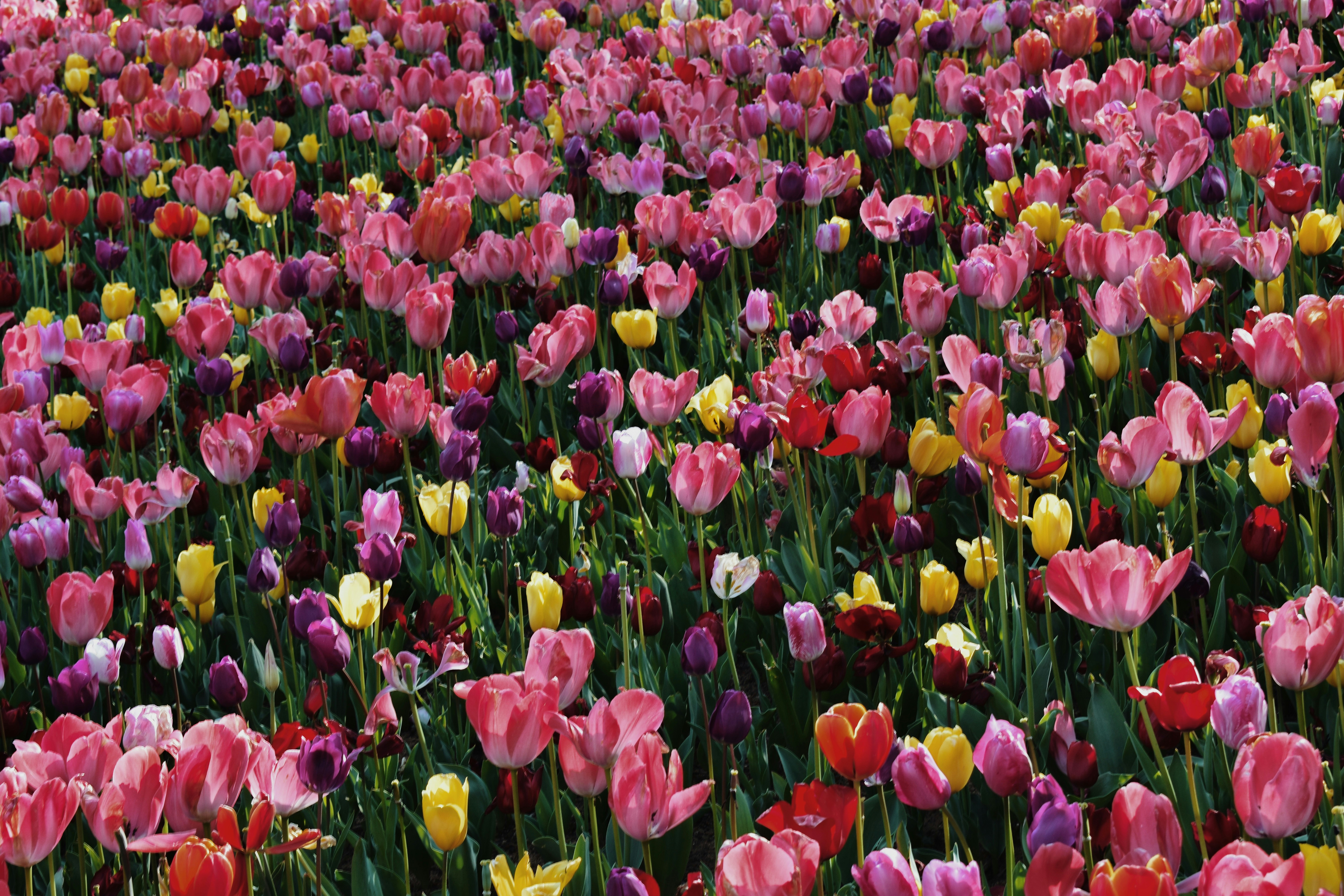 Photo by nisacokokumus