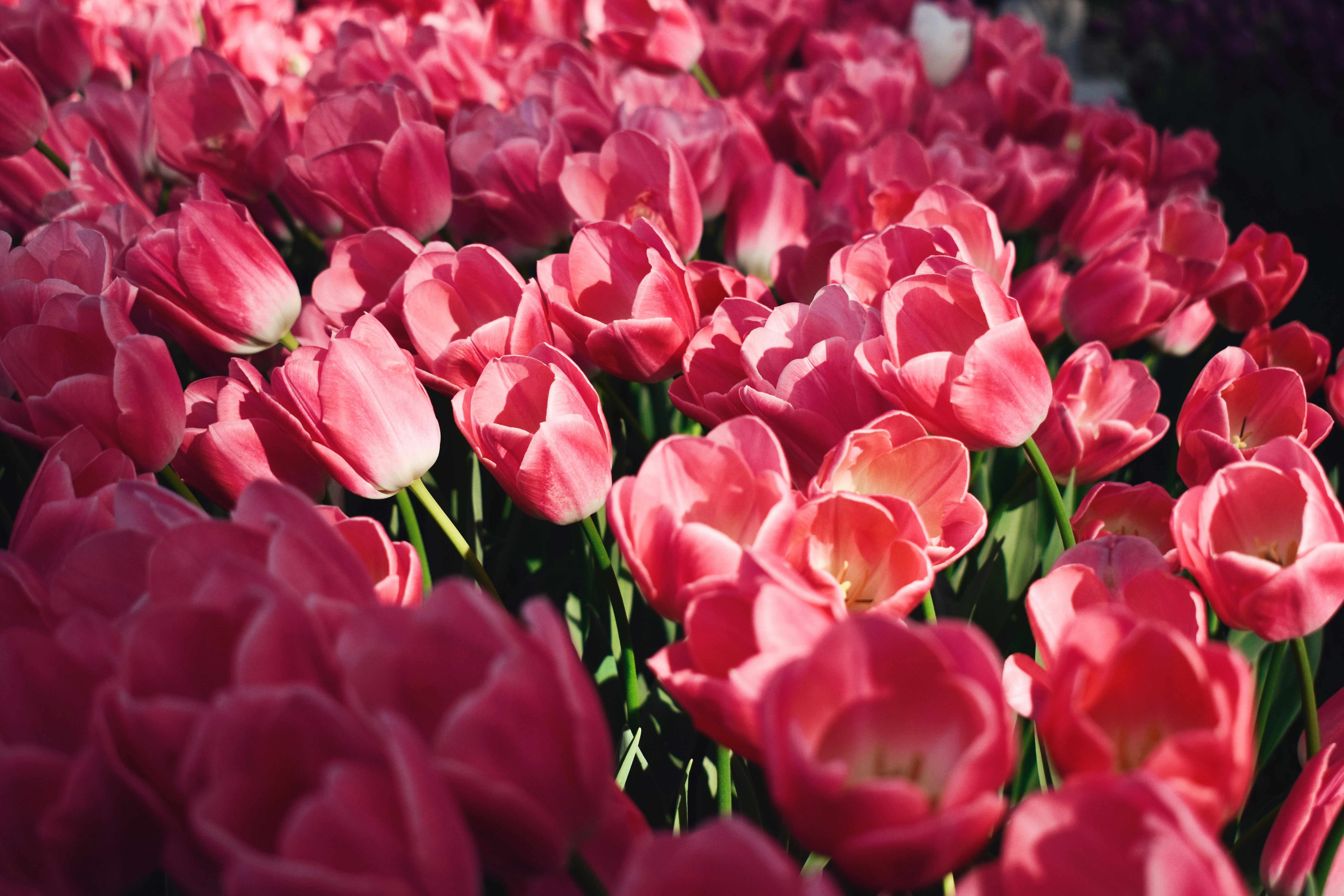 Photo by nisacokokumus