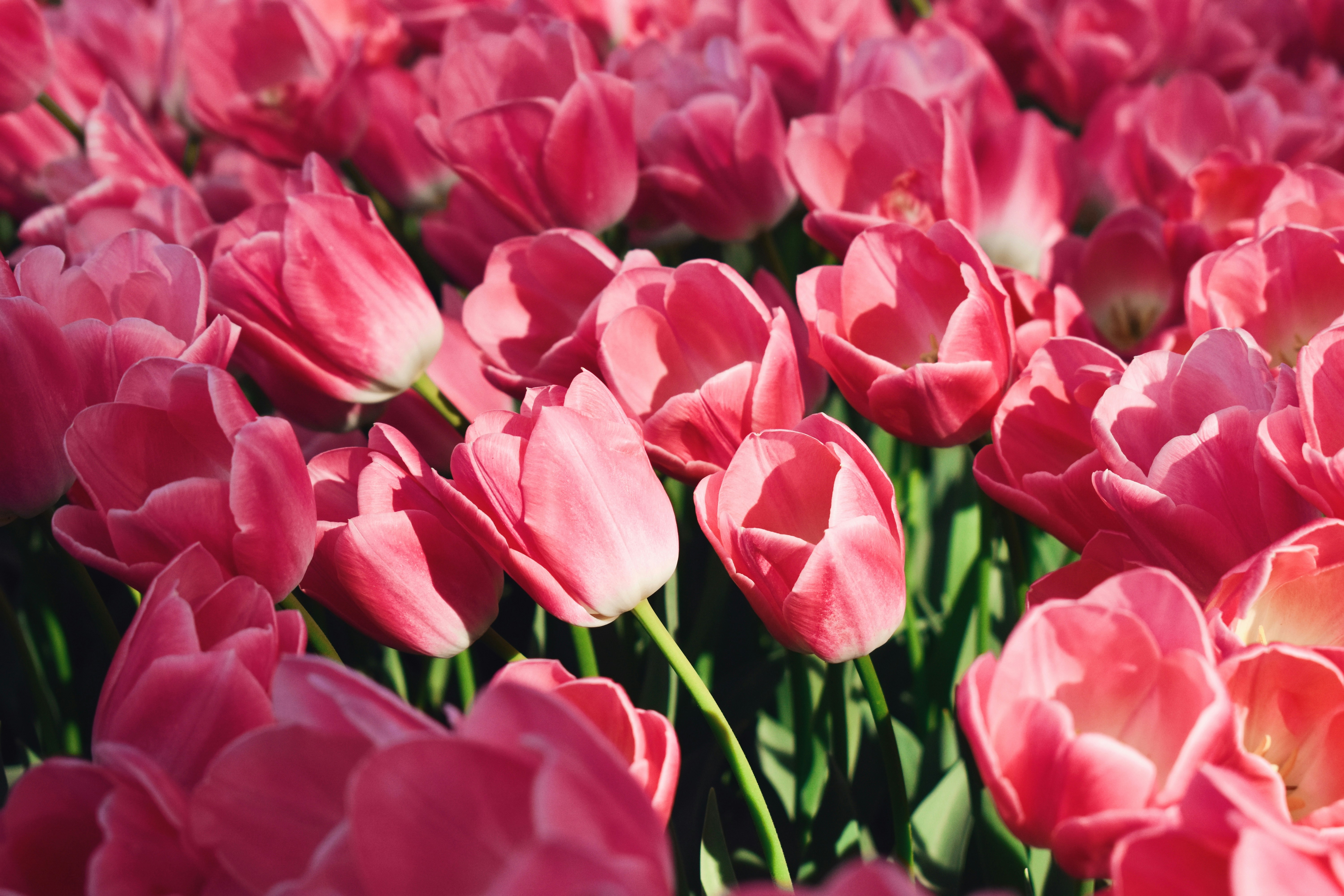 Photo by nisacokokumus