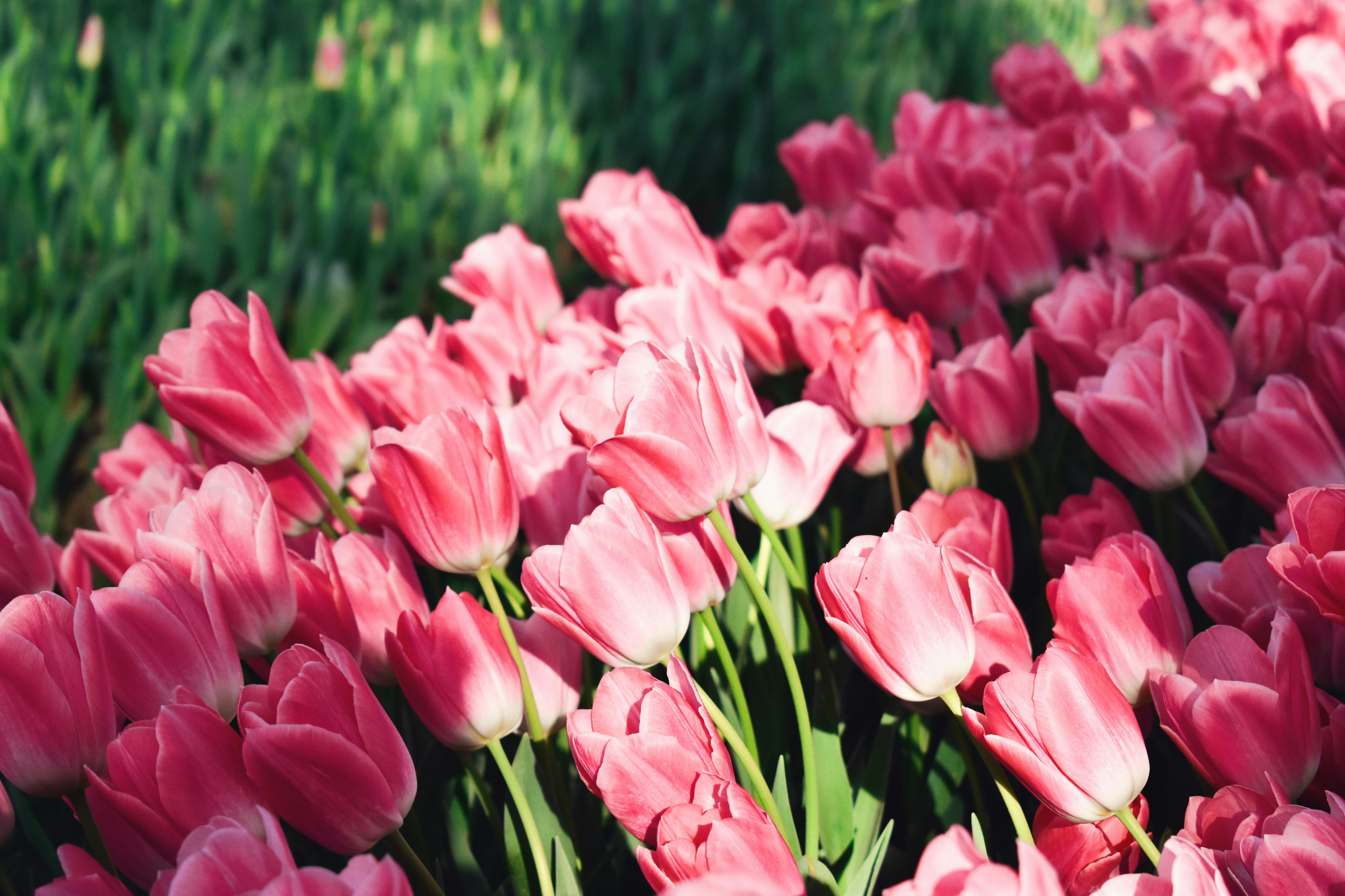 Photo by nisacokokumus