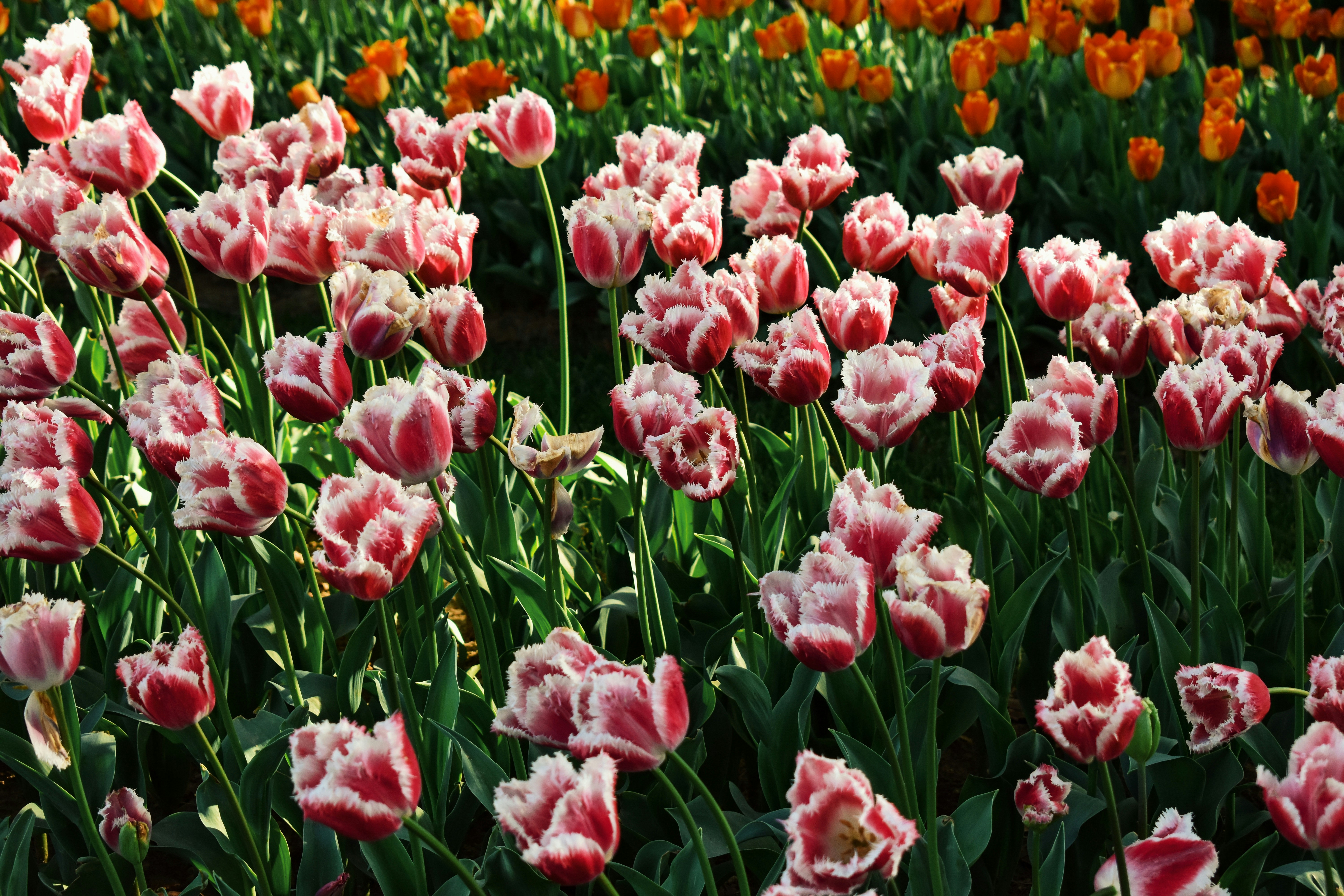 Photo by nisacokokumus