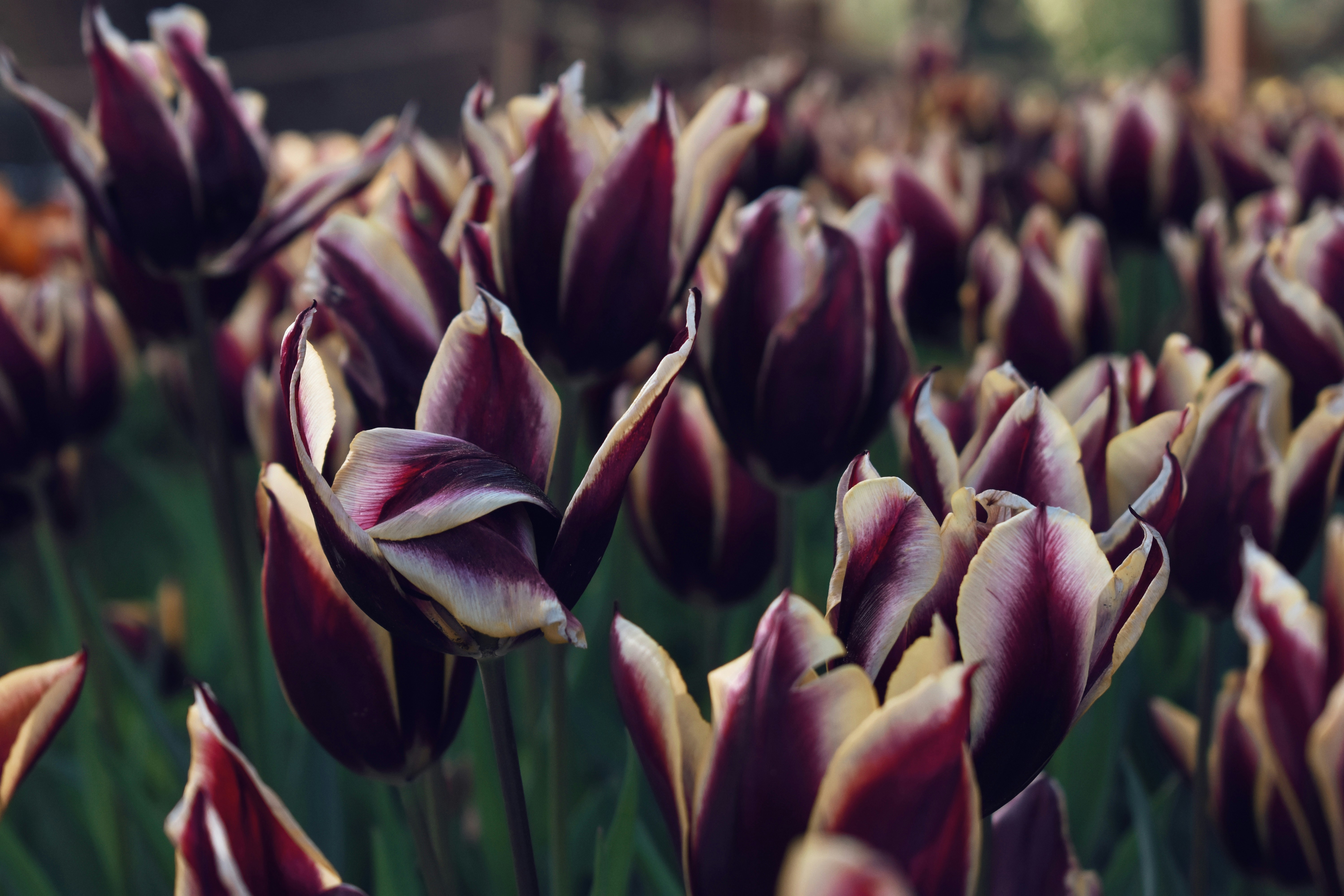 Photo by nisacokokumus