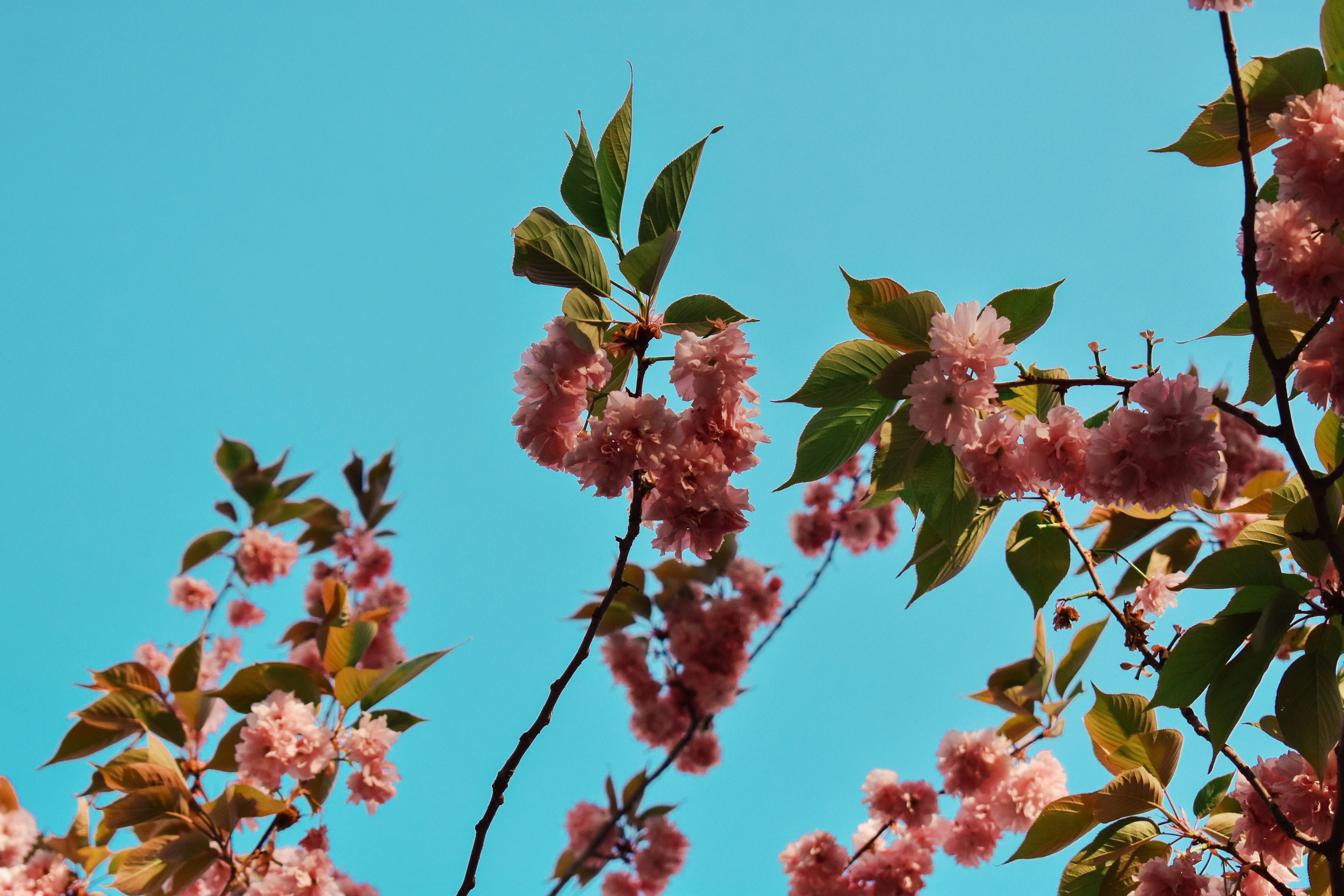 Photo by nisacokokumus