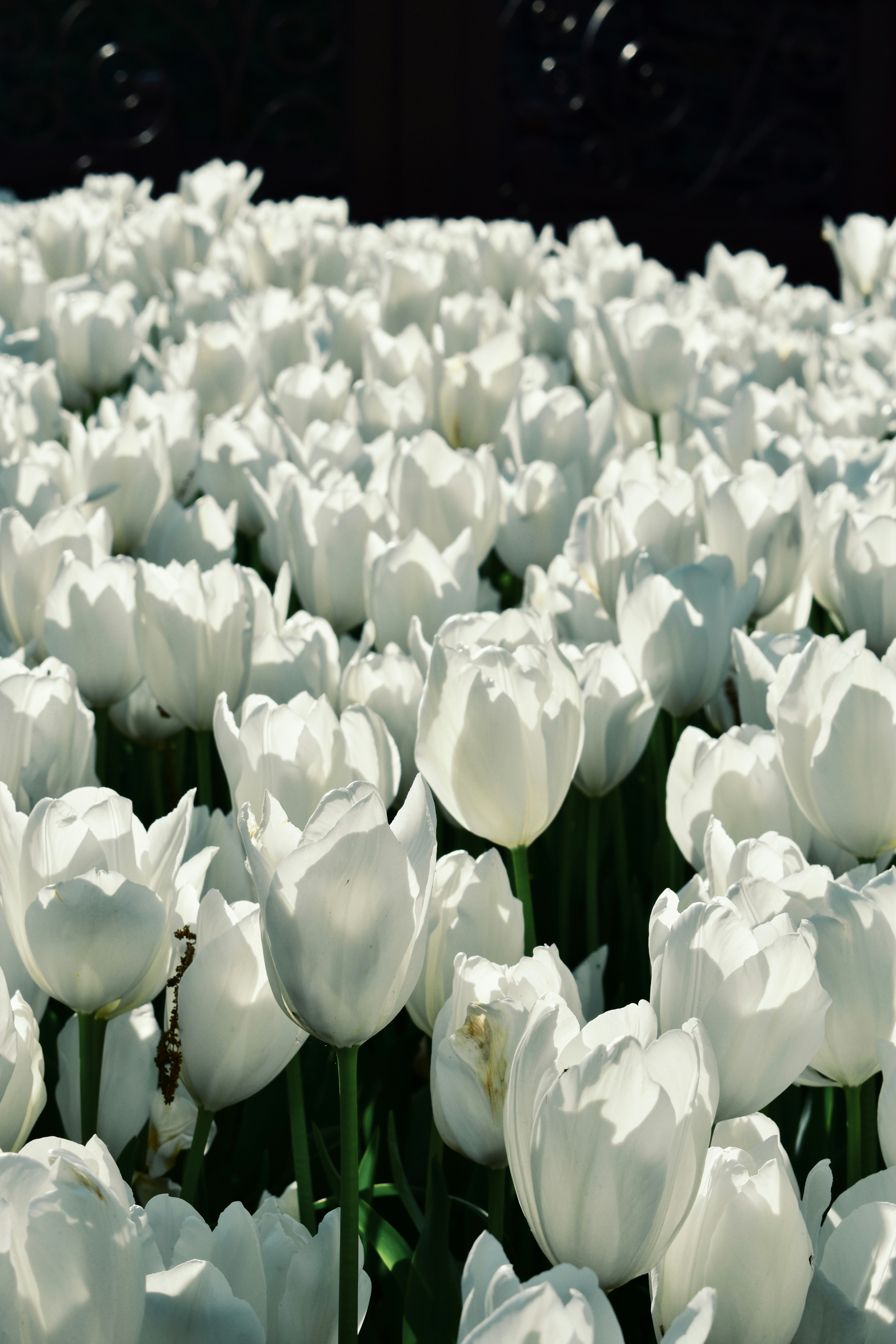 Photo by nisacokokumus