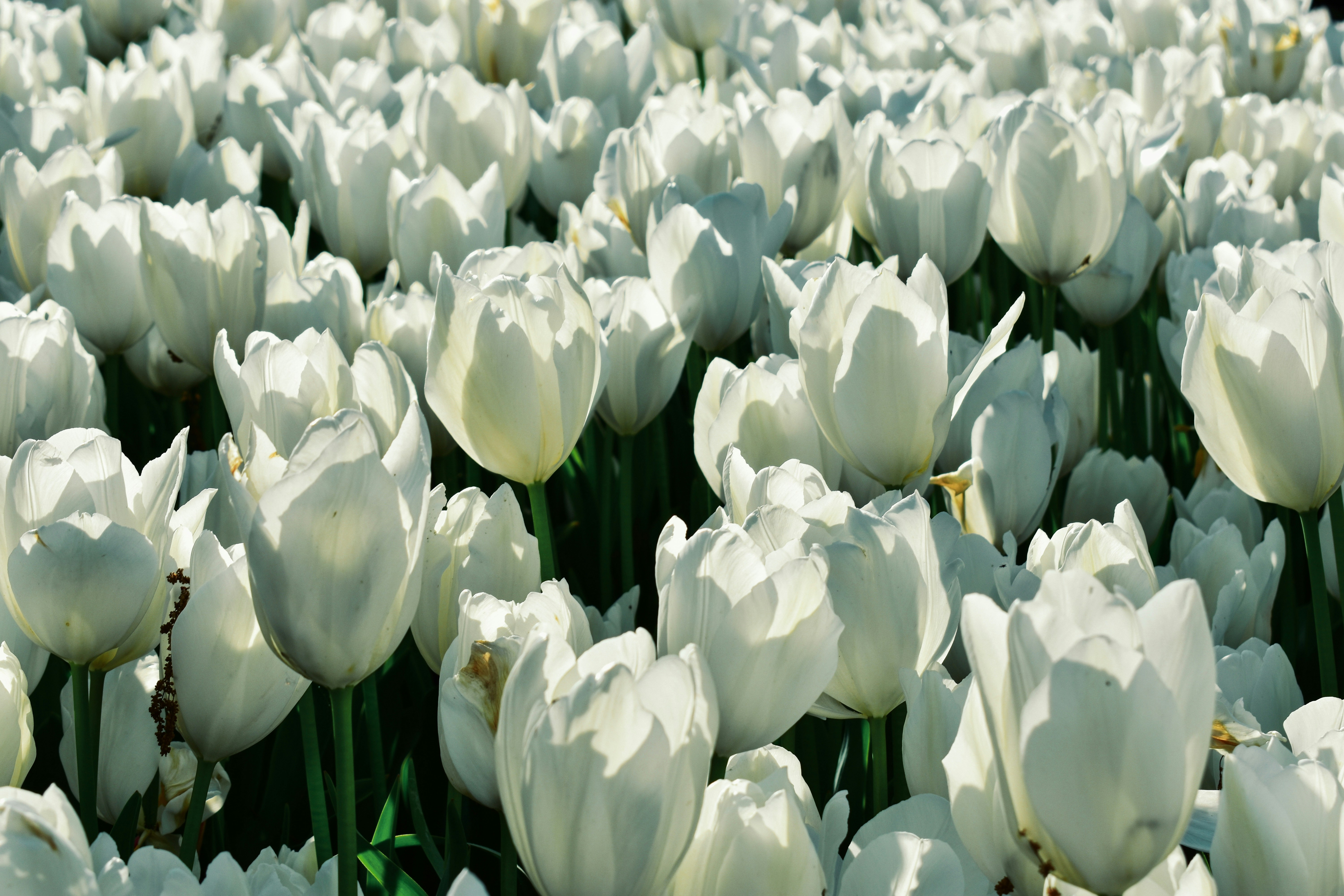 Photo by nisacokokumus