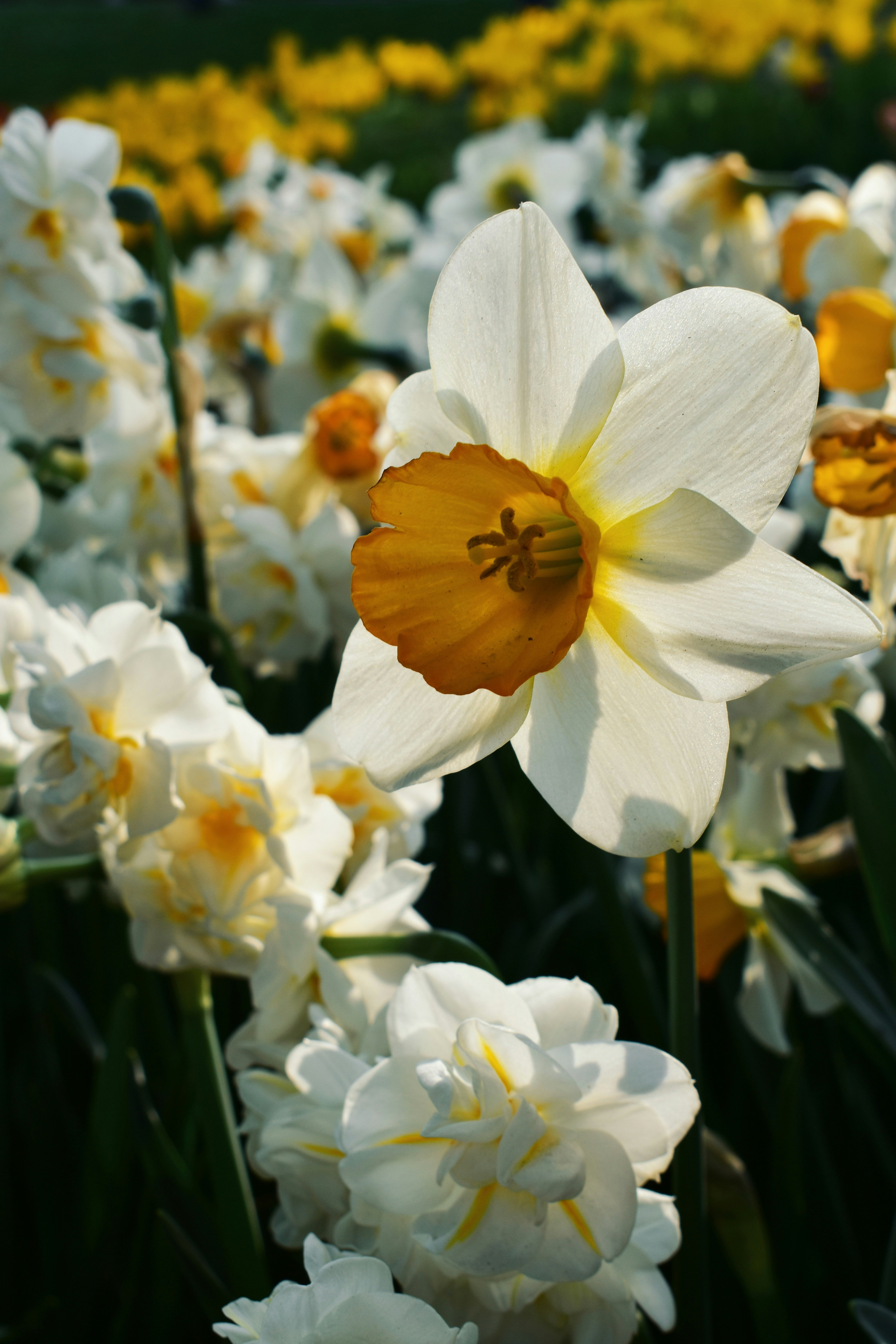 Photo by nisacokokumus