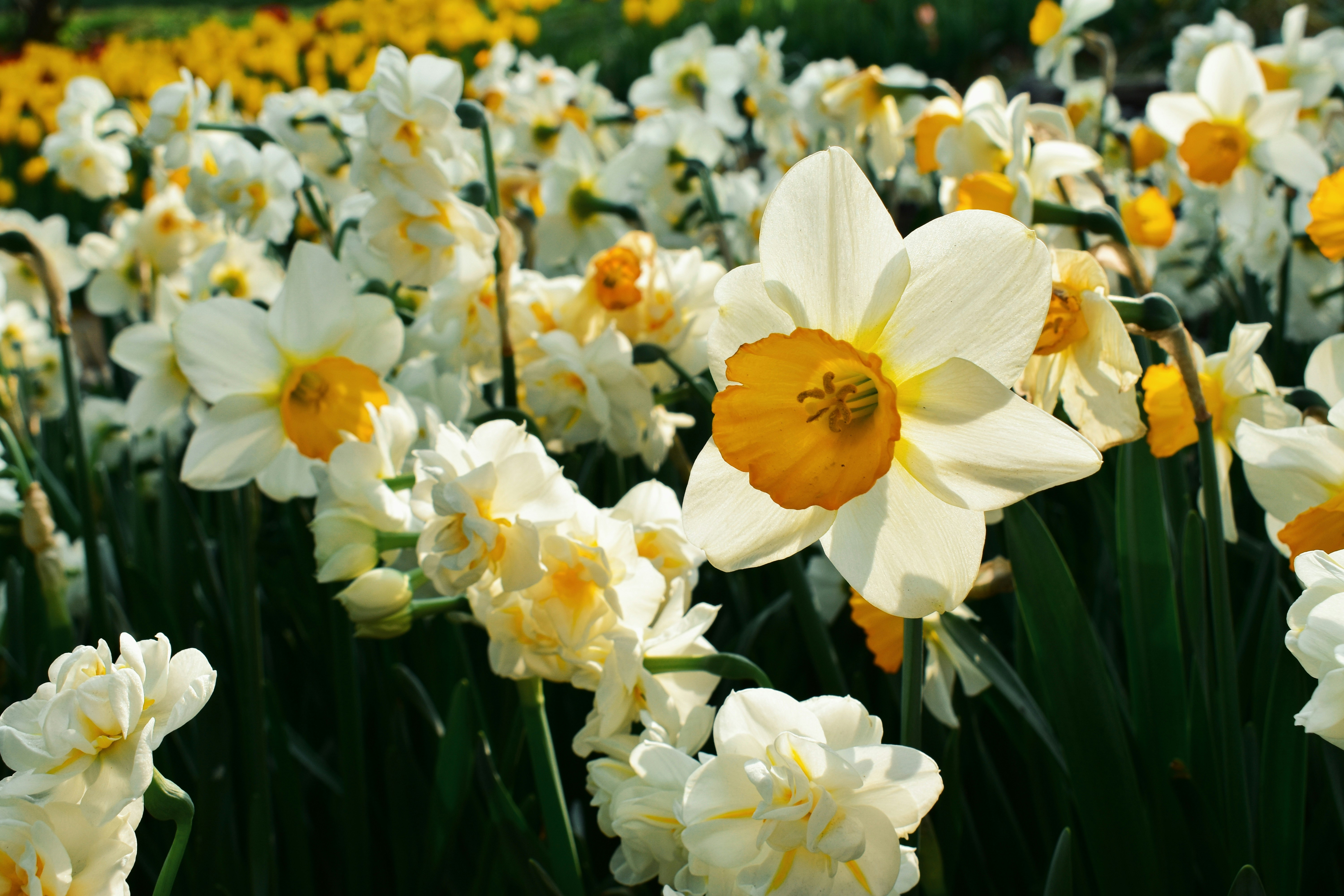 Photo by nisacokokumus