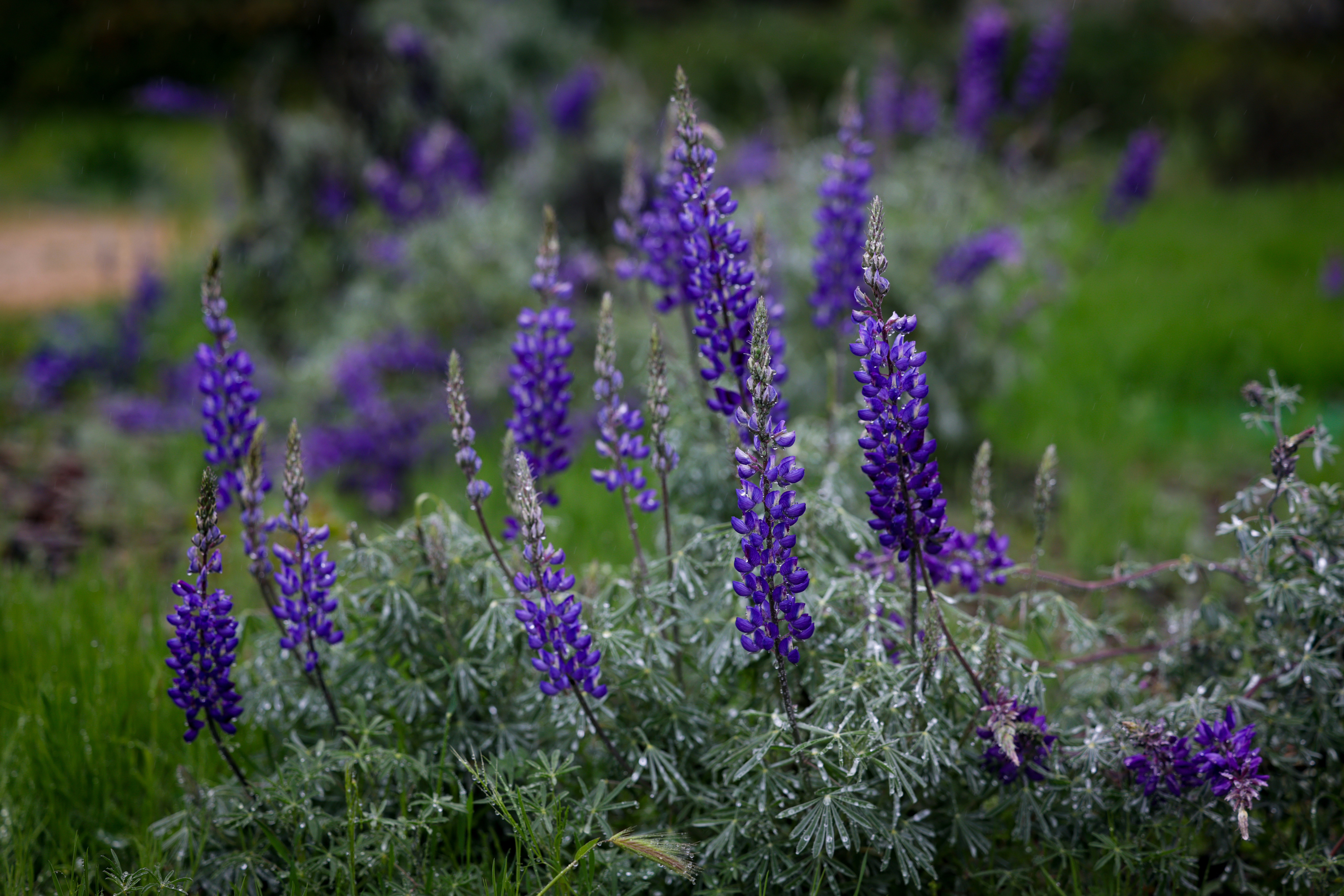 Las Flores, California