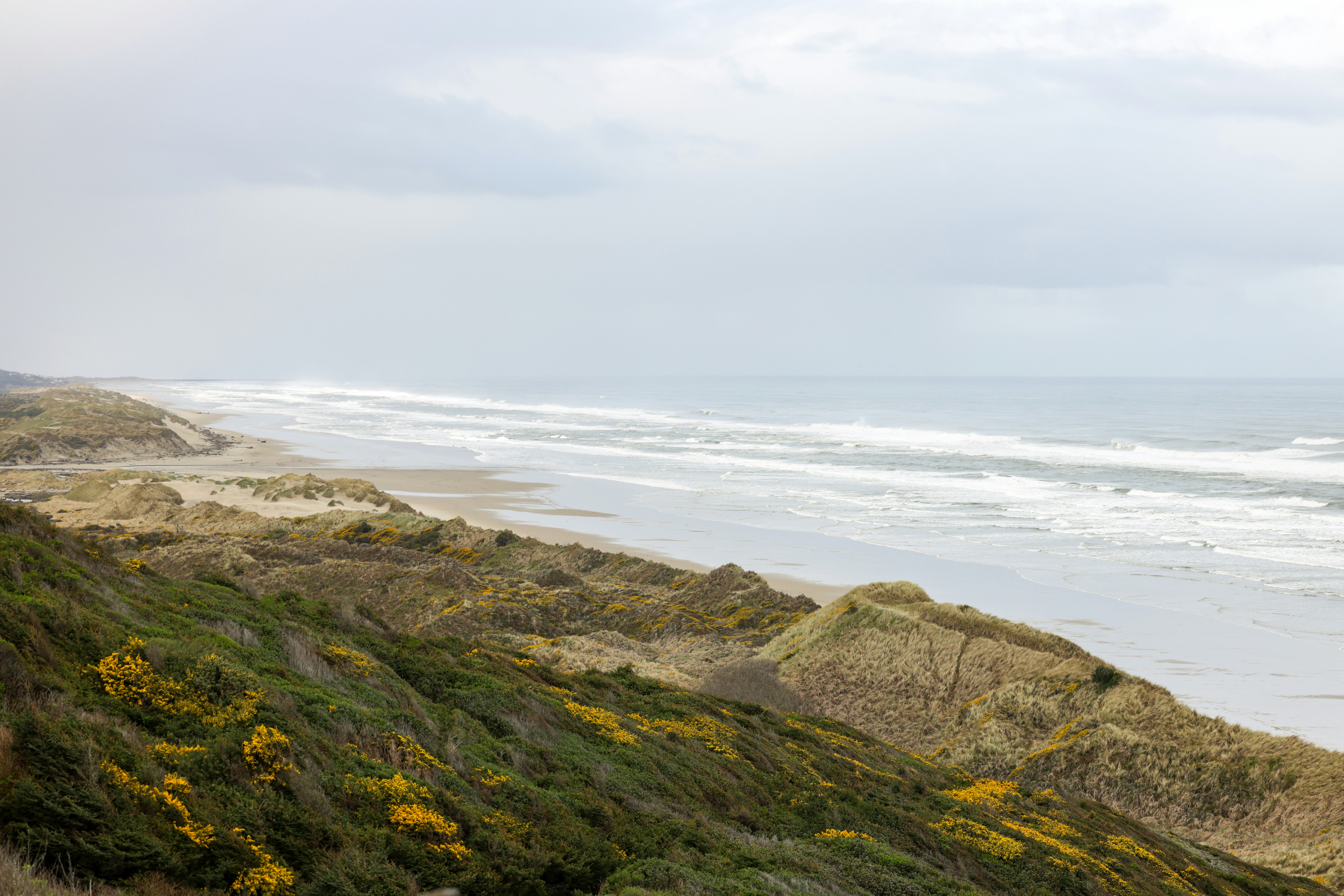Flower fields on West Coast