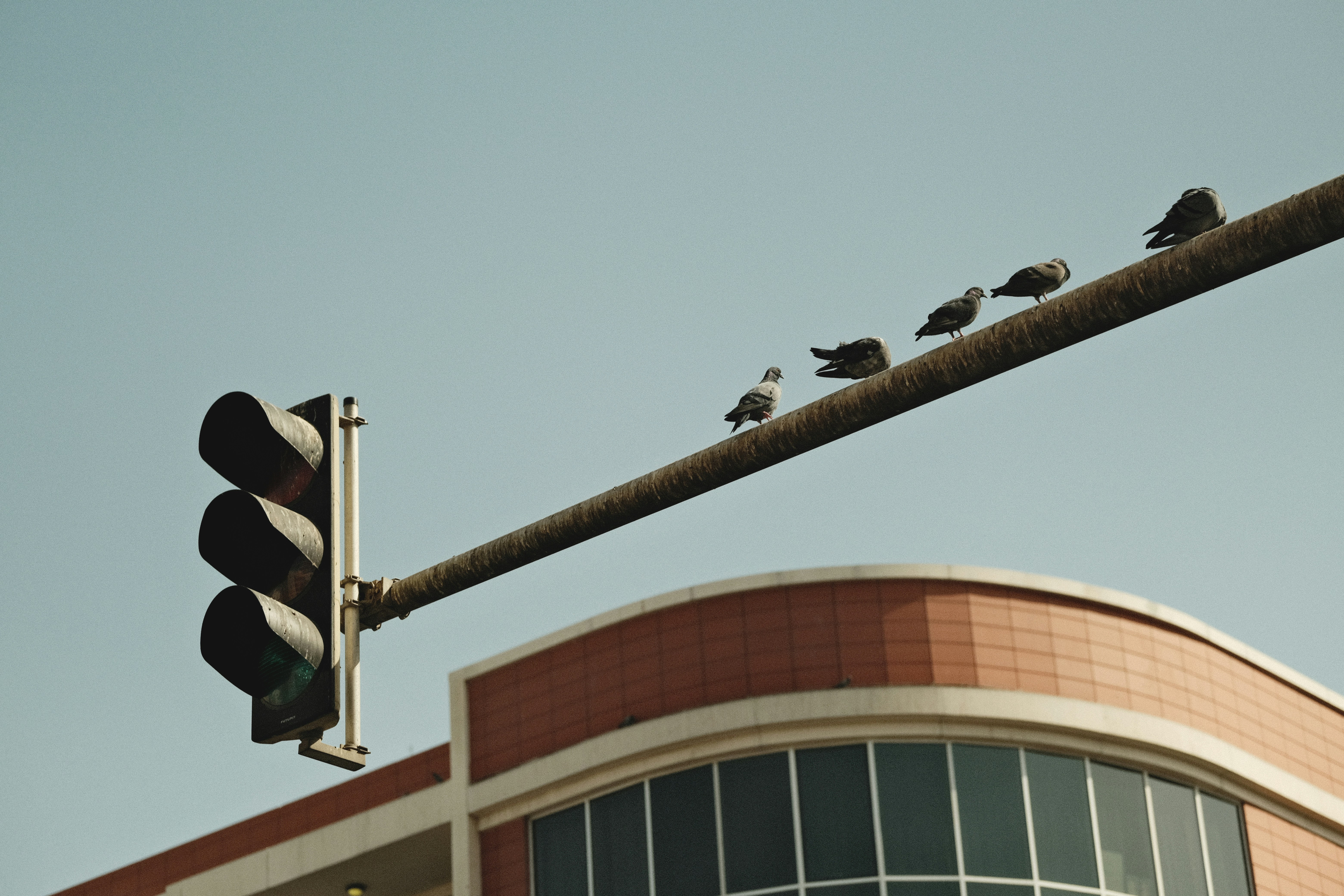 Las palomas se posan en el haz horizontal de un semáforo.