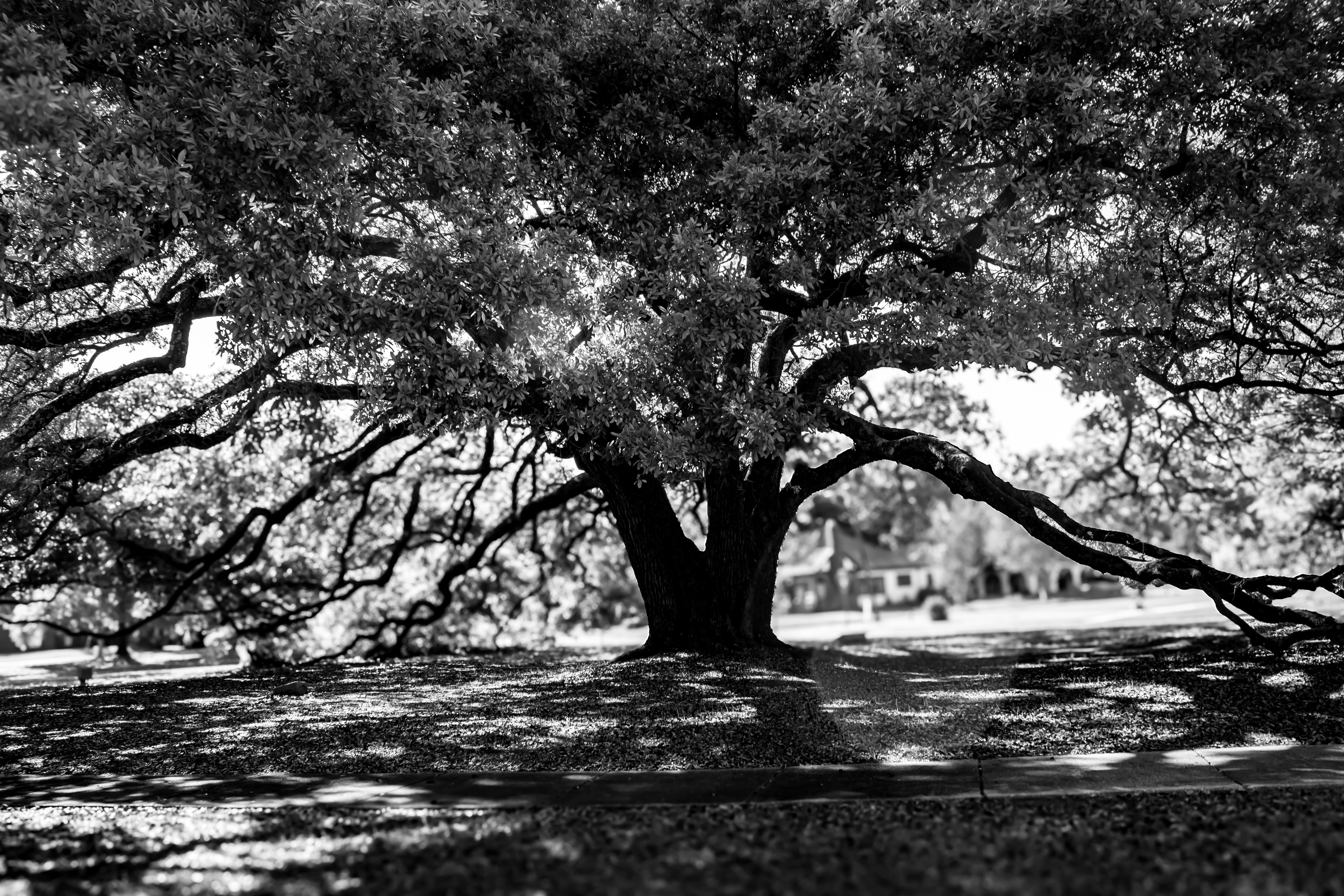 Photo by jennygasoline