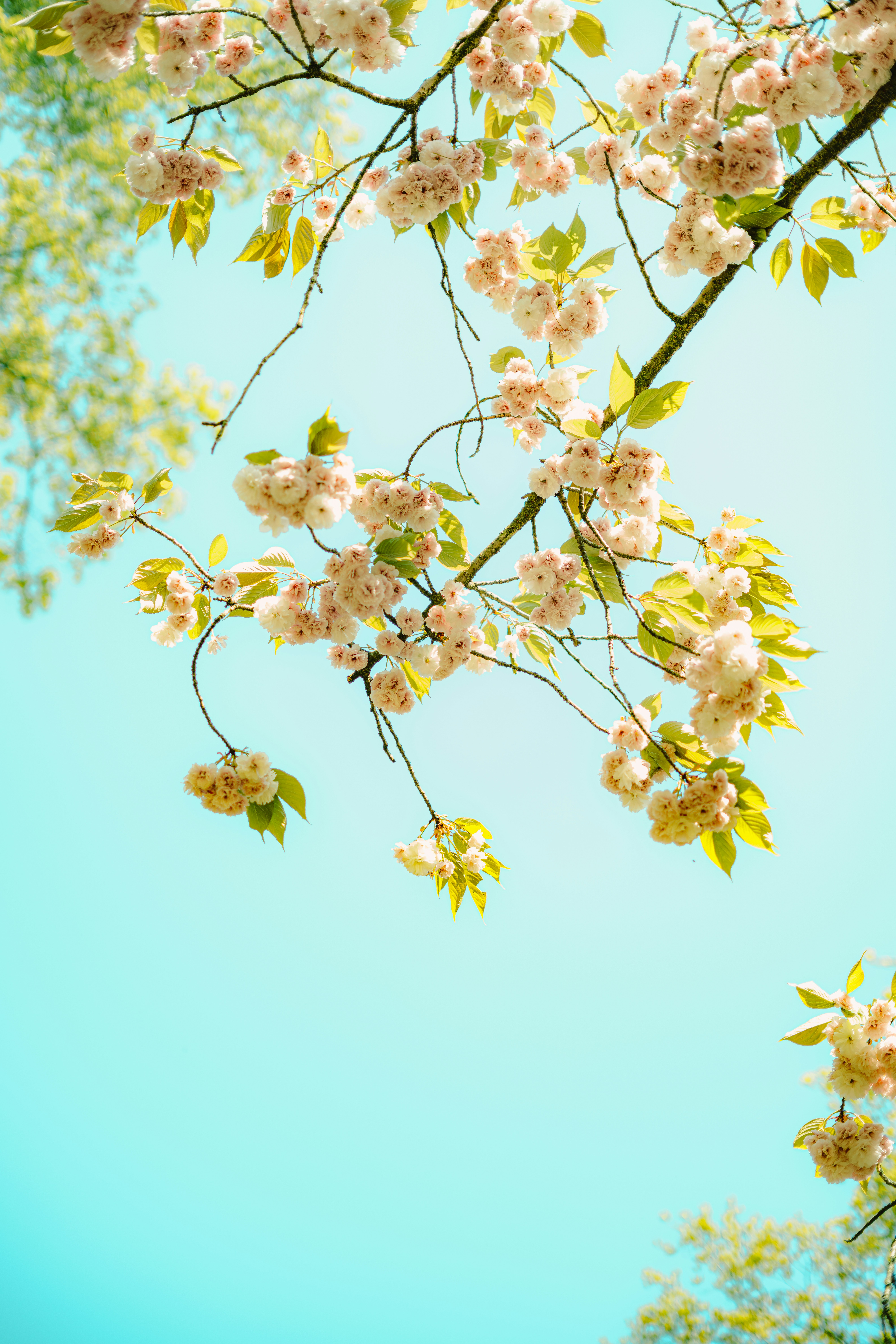 Cherry blossoms bloom against a bright blue sky.
