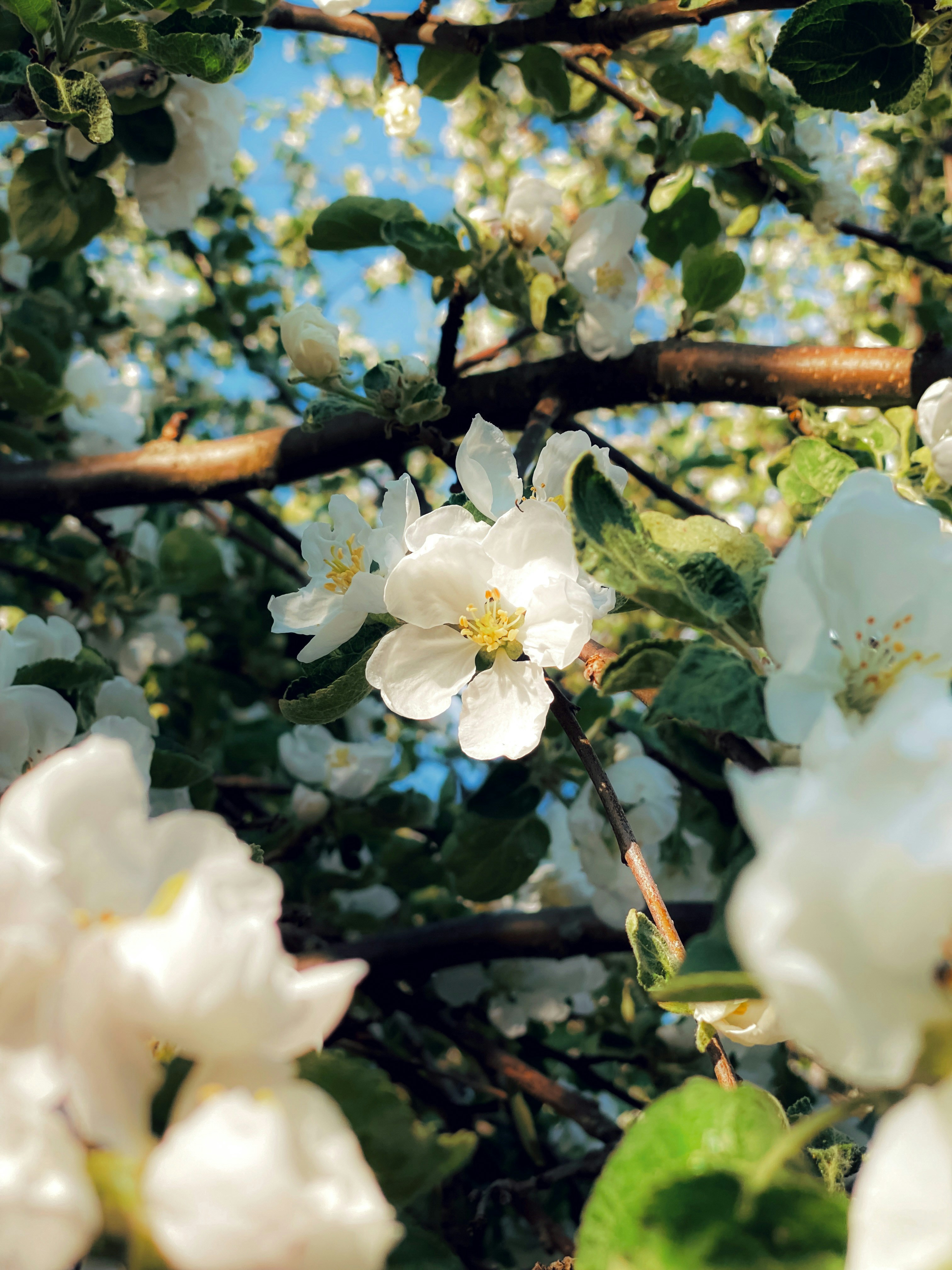 White flowers bloom in sunlight against a blue sky.