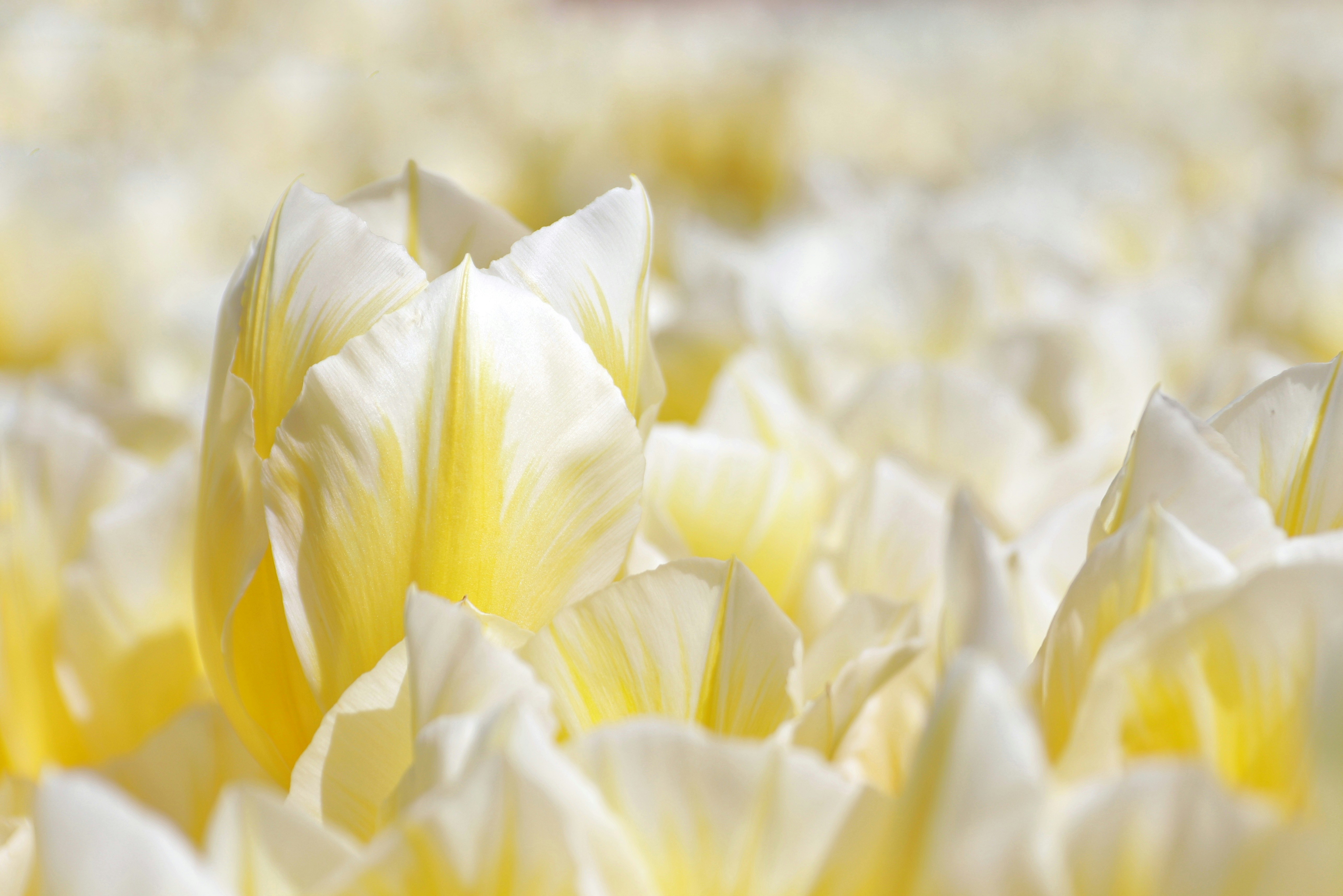 Photo by m_mendez_ix