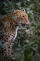A leopard is partially hidden in the green foliage.