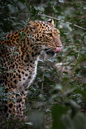 A leopard is partially hidden in the green foliage.