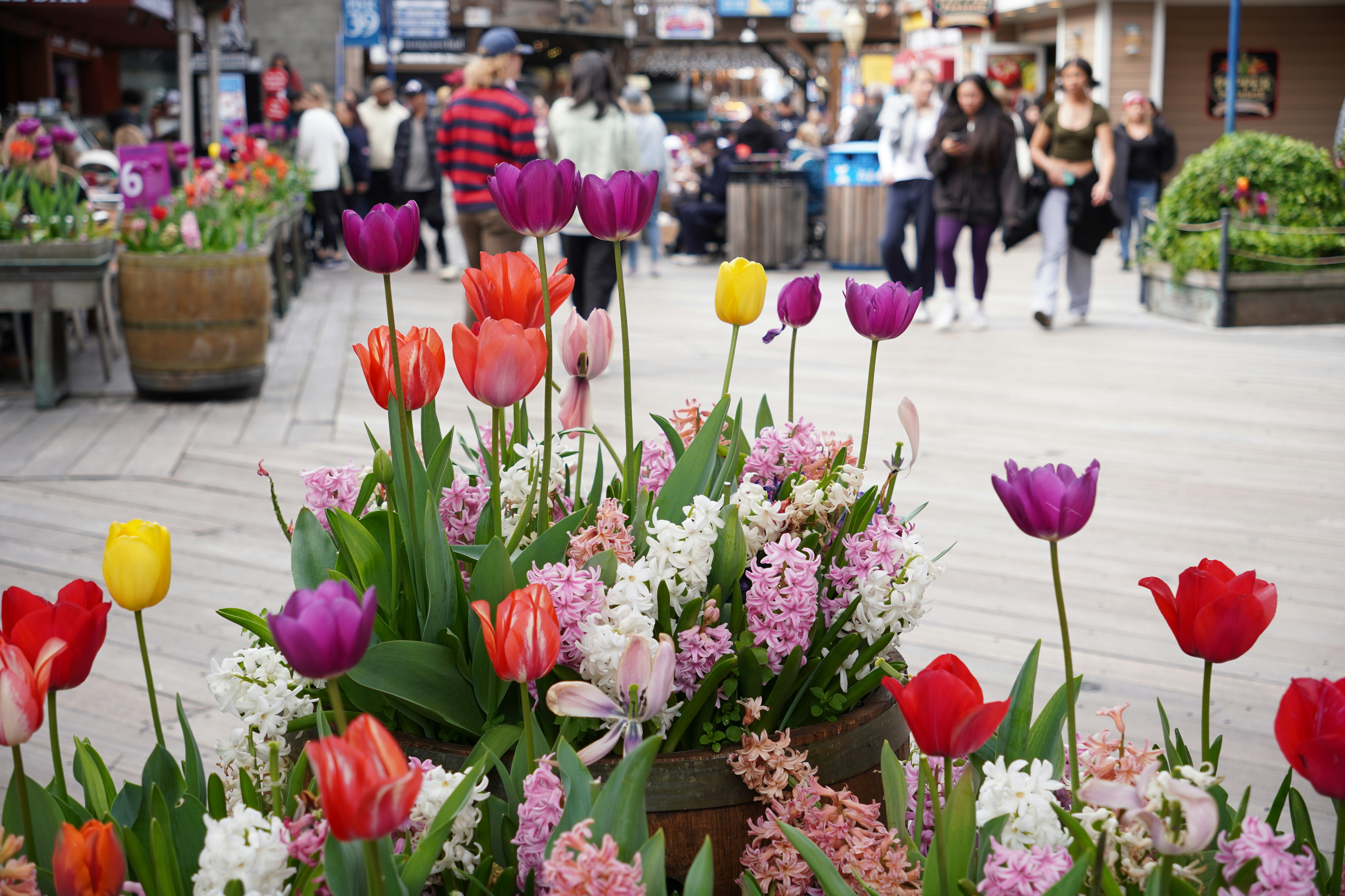 Colorful tulips and hyacinths bloom in rustic barrels along the wooden boardwalk of Pier 39, San Francisco. People stroll by in the background, adding a casual, lively energy to the vibrant spring display. The mix of red, purple, yellow, and pink flowers pops against the neutral planks and soft light.