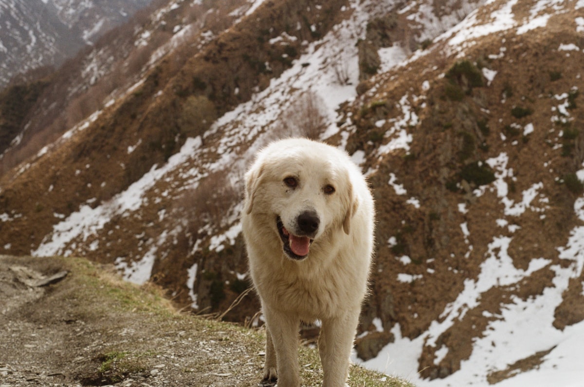Dog on mountain trail with snow-capped peaks in background