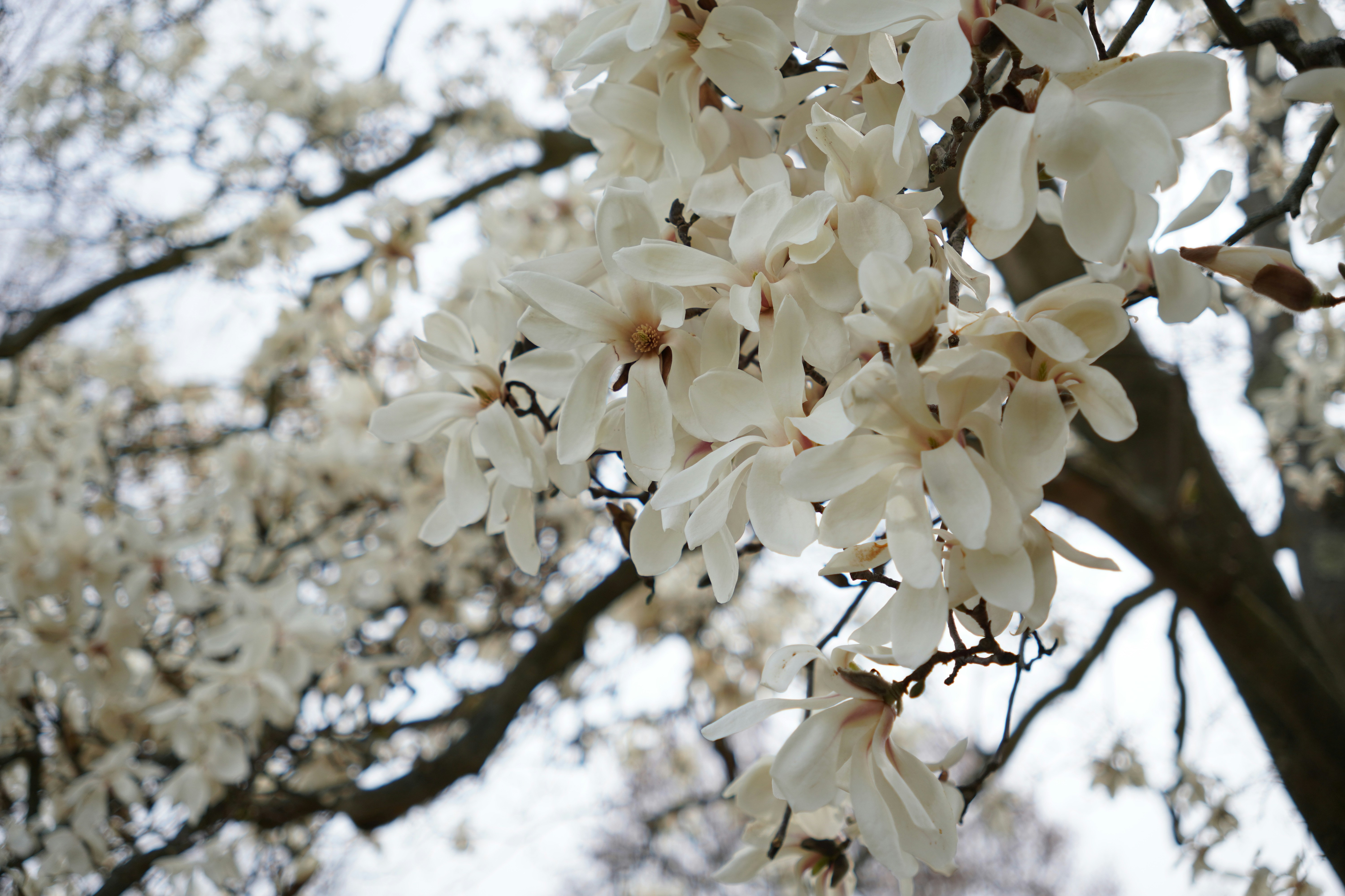 Des fleurs de magnolia blanc fleurissent sur un arbre. photo – Image  gratuite de Arrière-plan sur Unsplash, image size:3000x2000