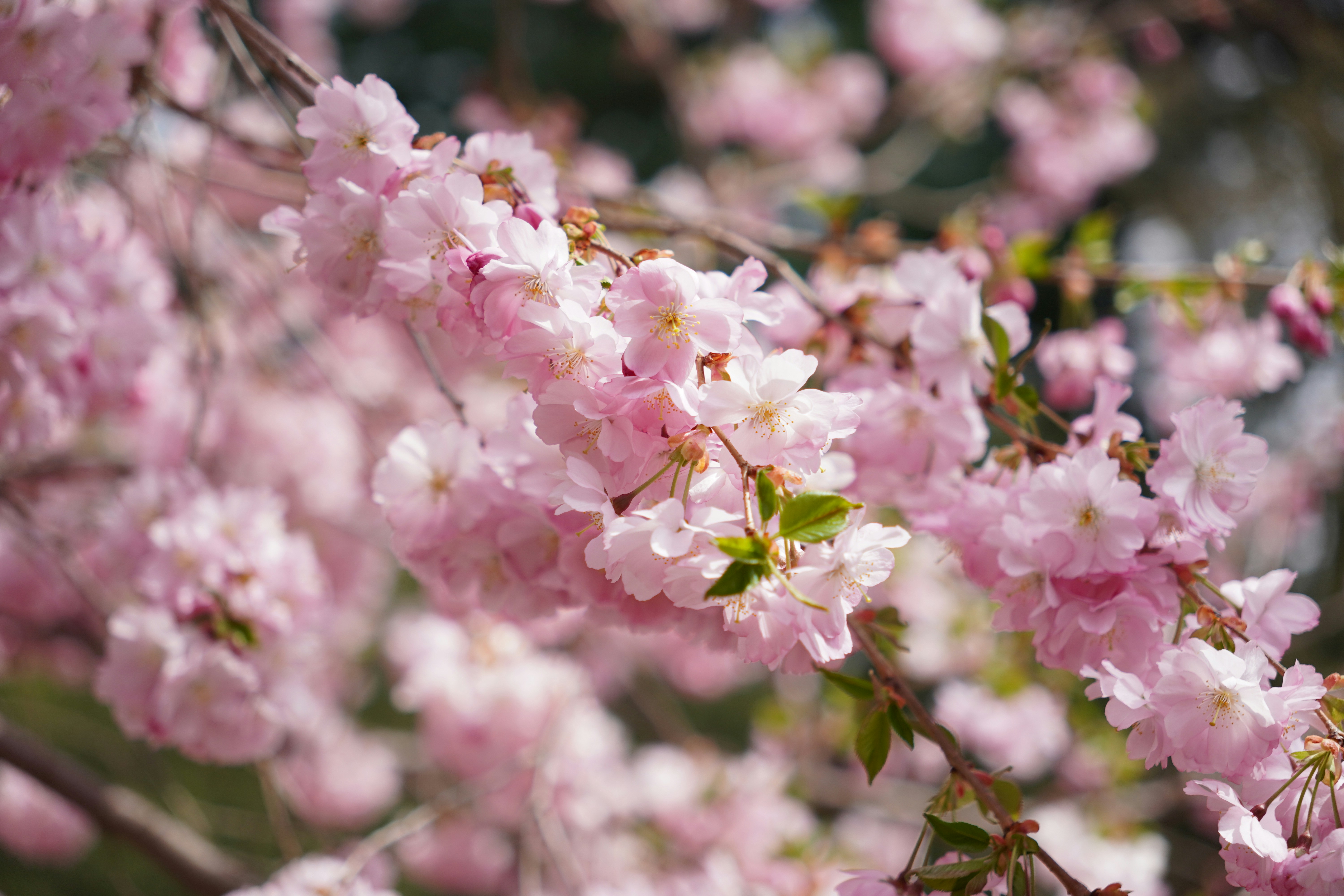 Photo by brettwharton