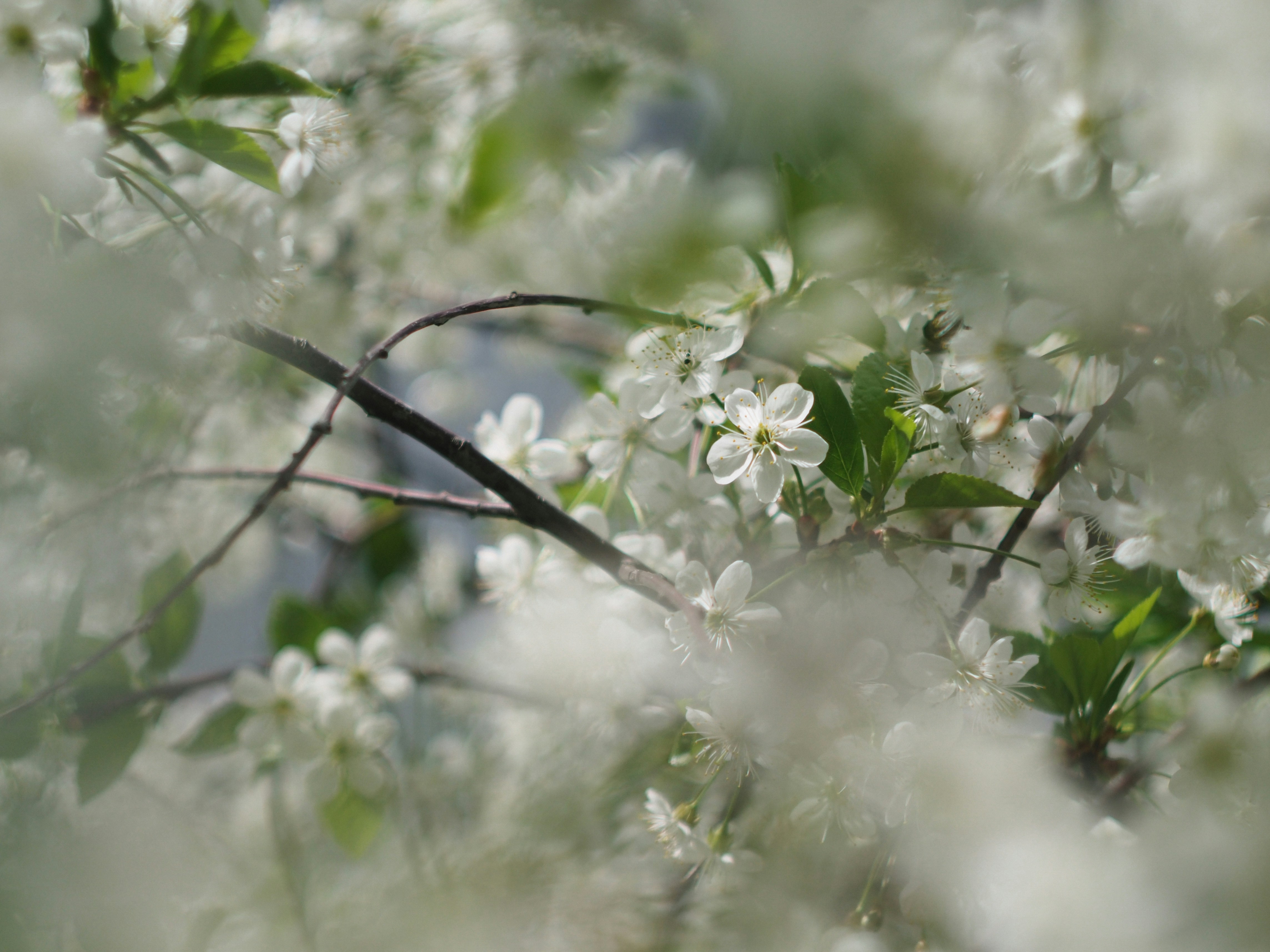 White cherry blossoms bloom on a branch.