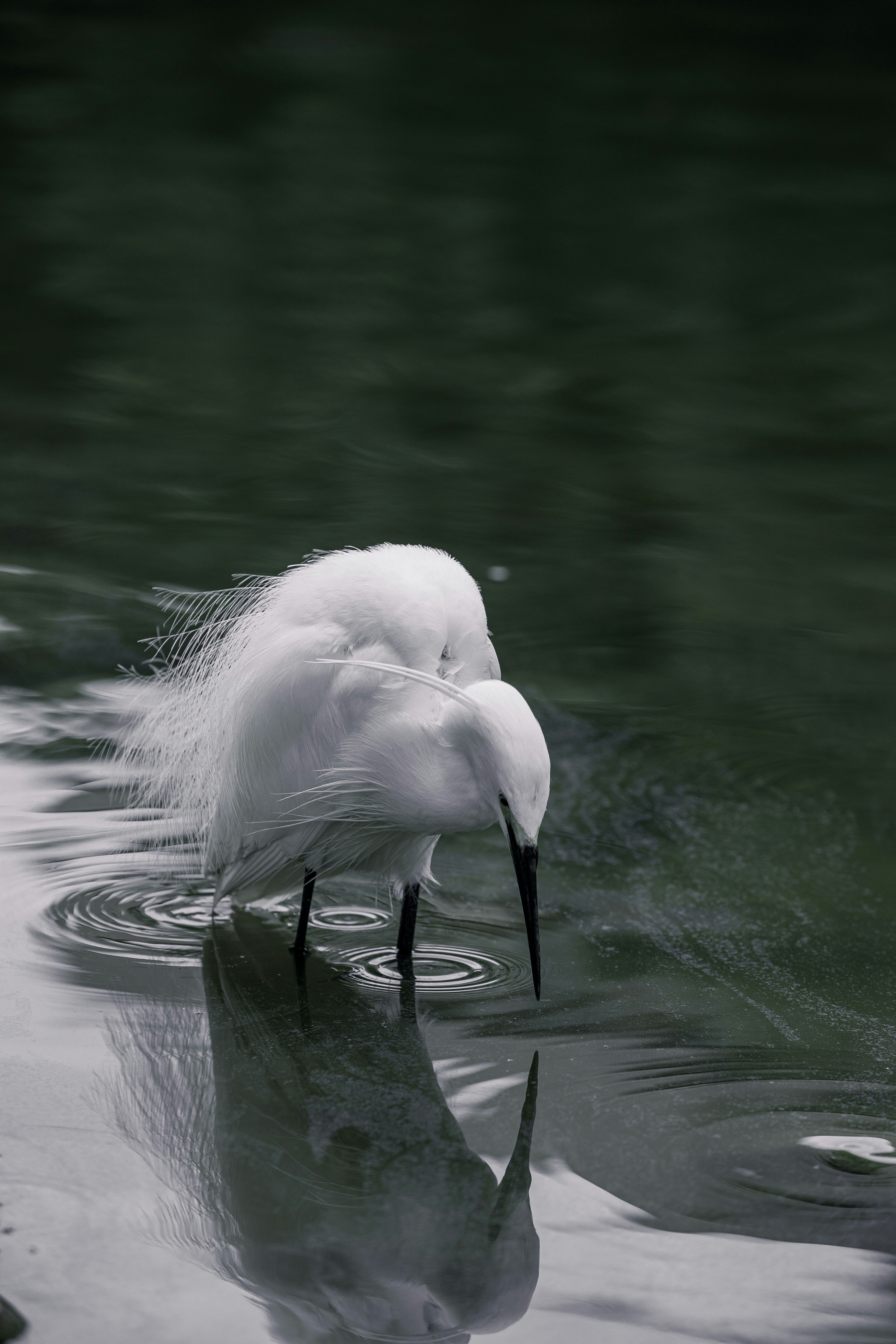 A white egret reflects in the water.