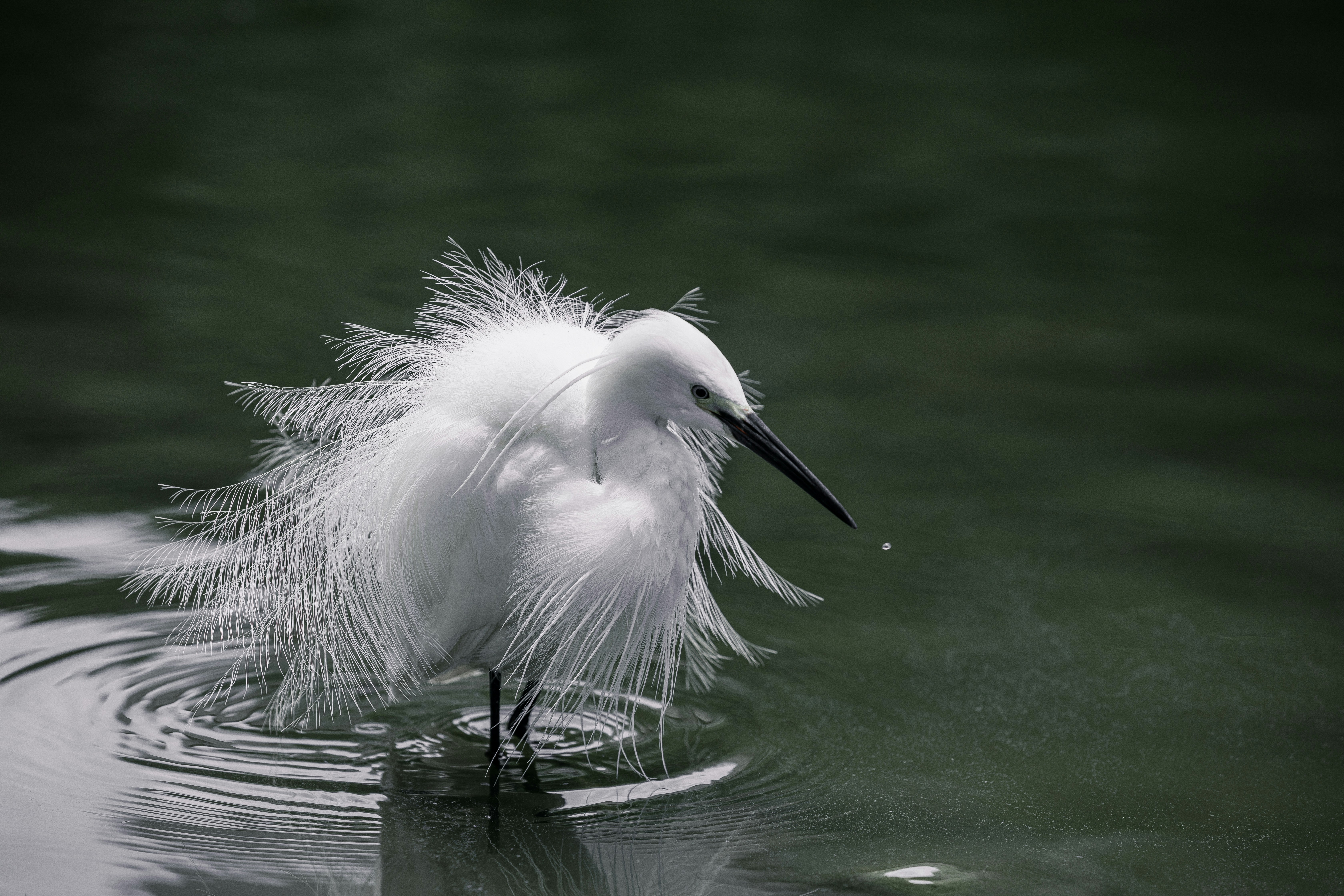 A white egret stands in the water.