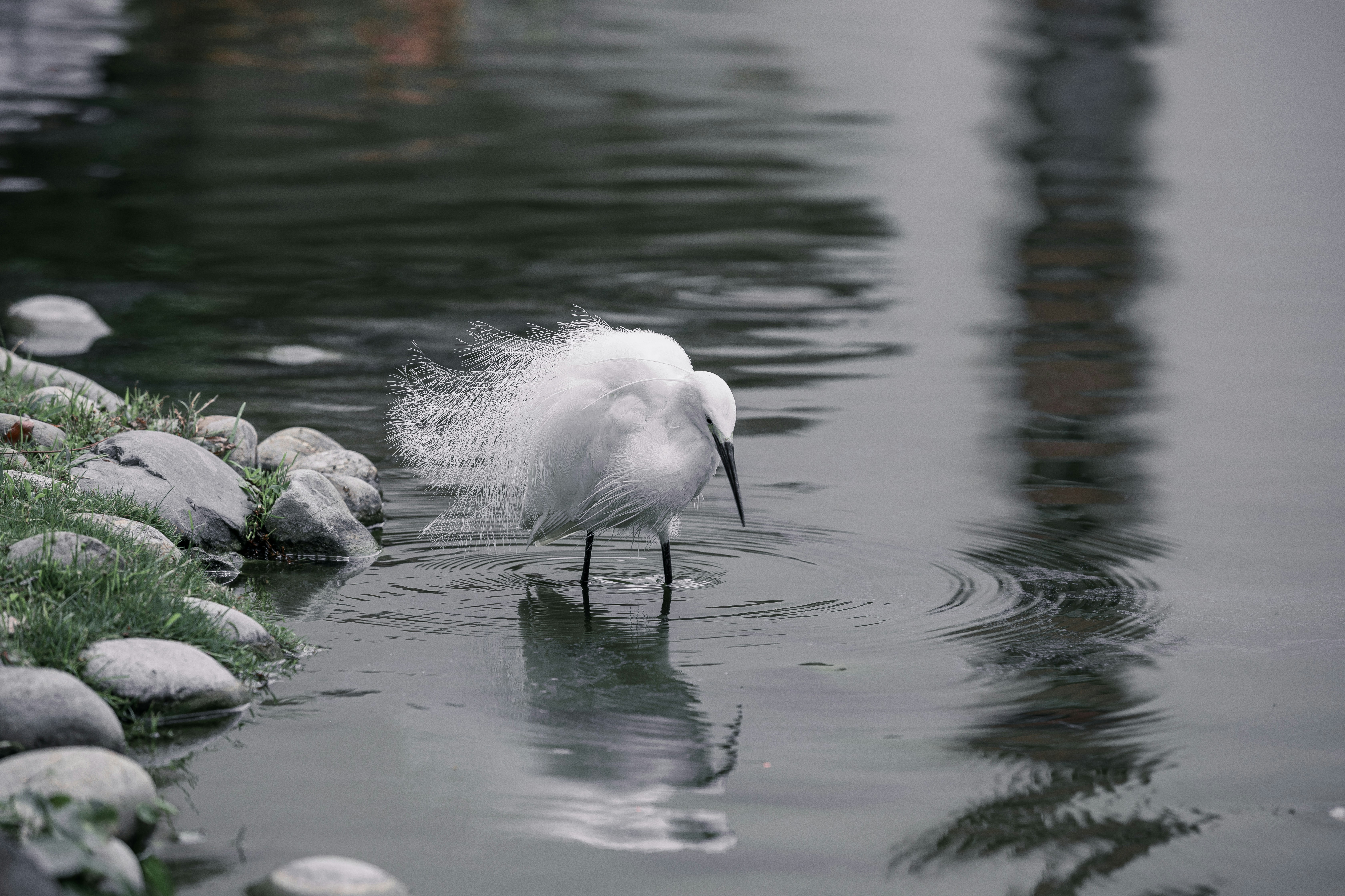 A white egret stands in the water.