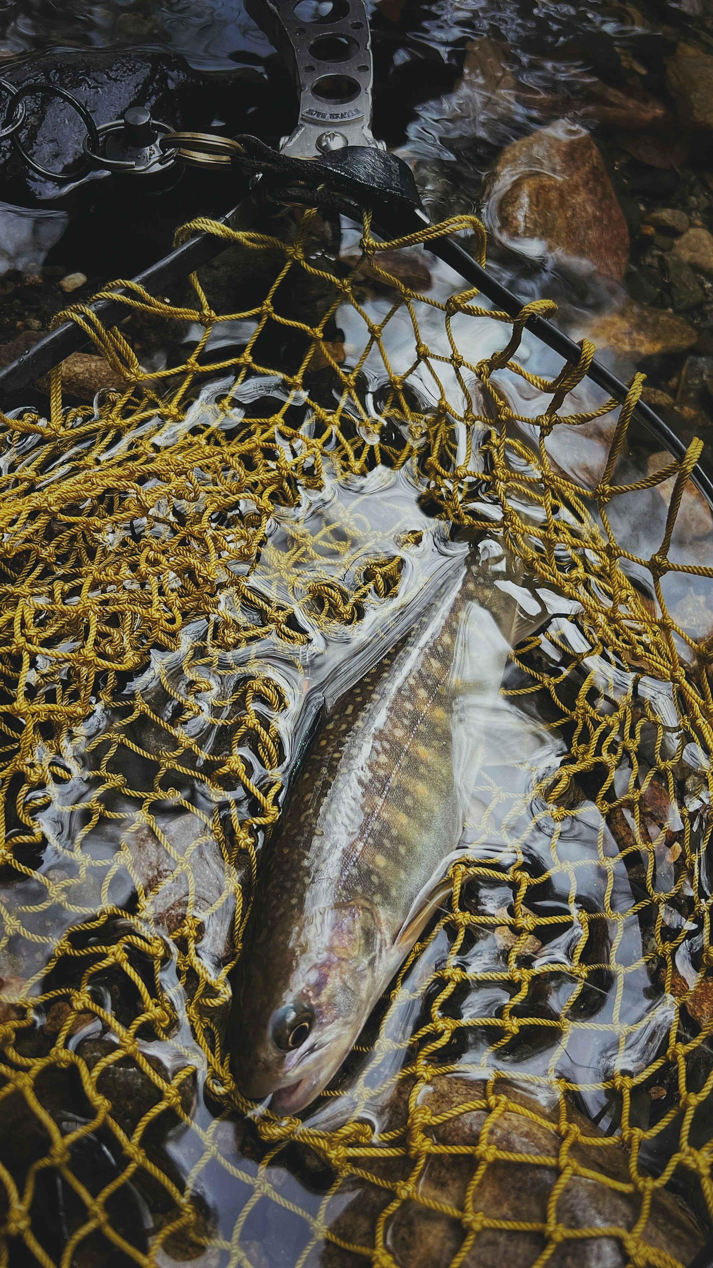 A fish caught in a net.
