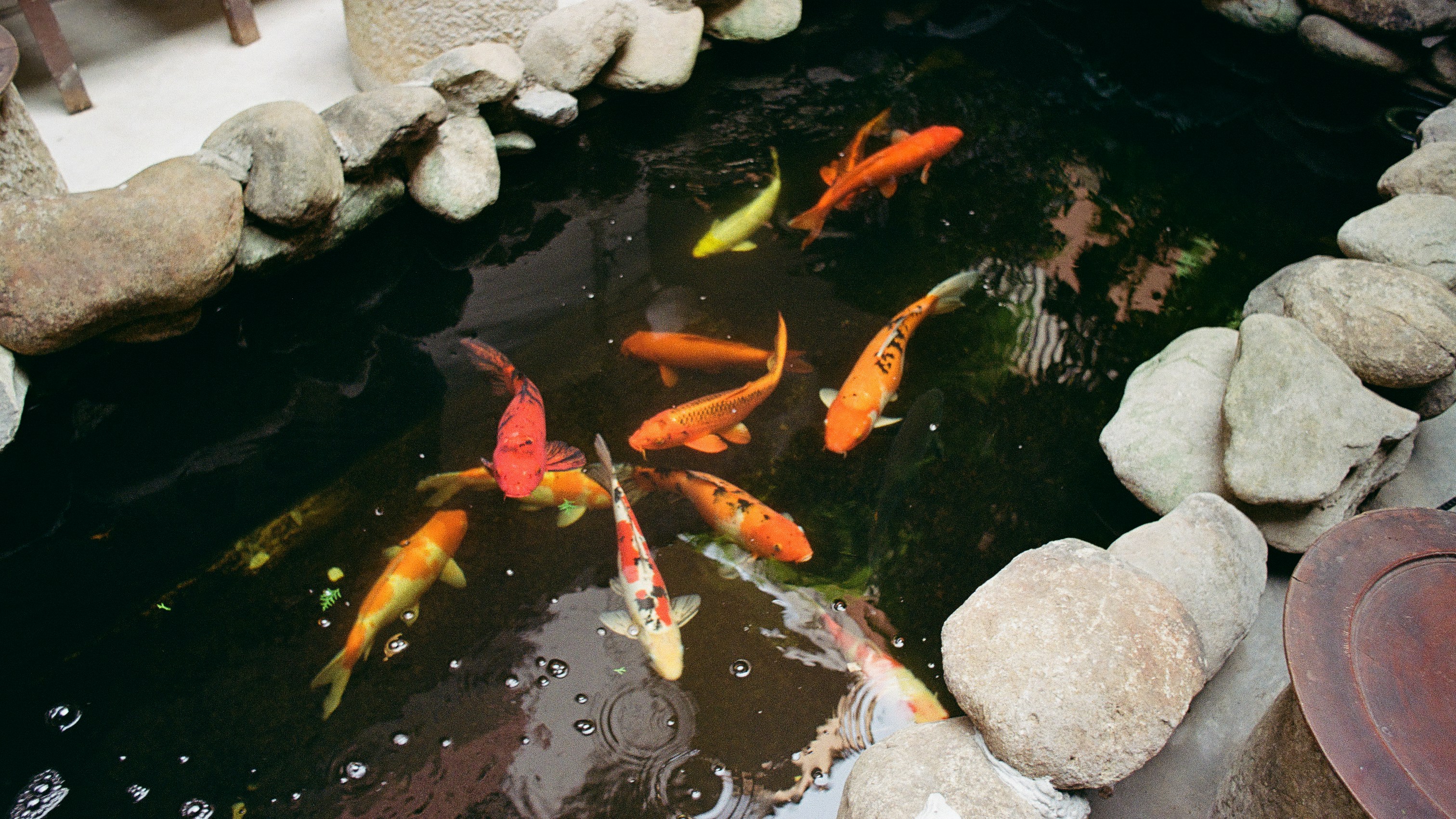 Koi fish swim in a pond.