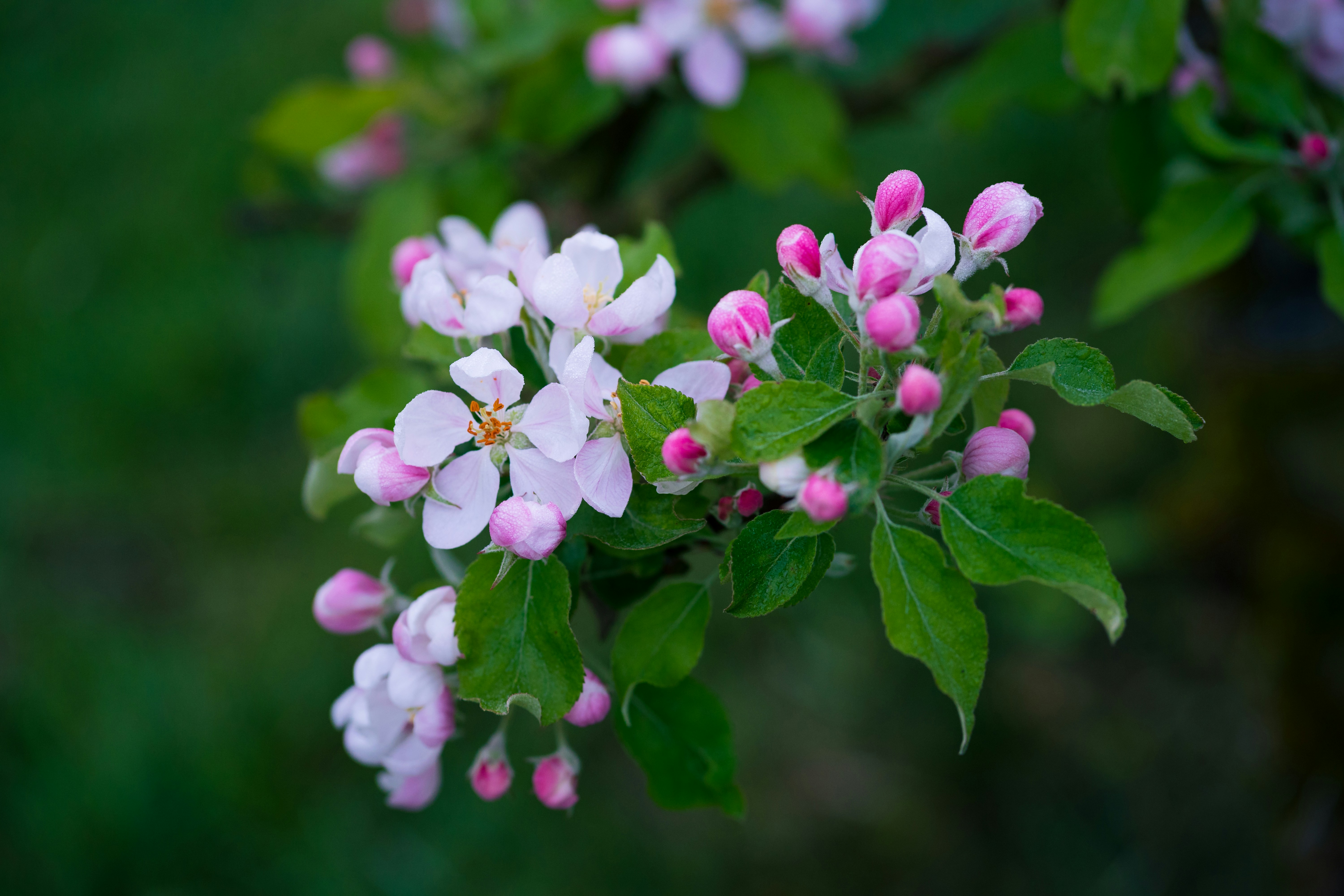Pink apple blossoms bloom in spring.