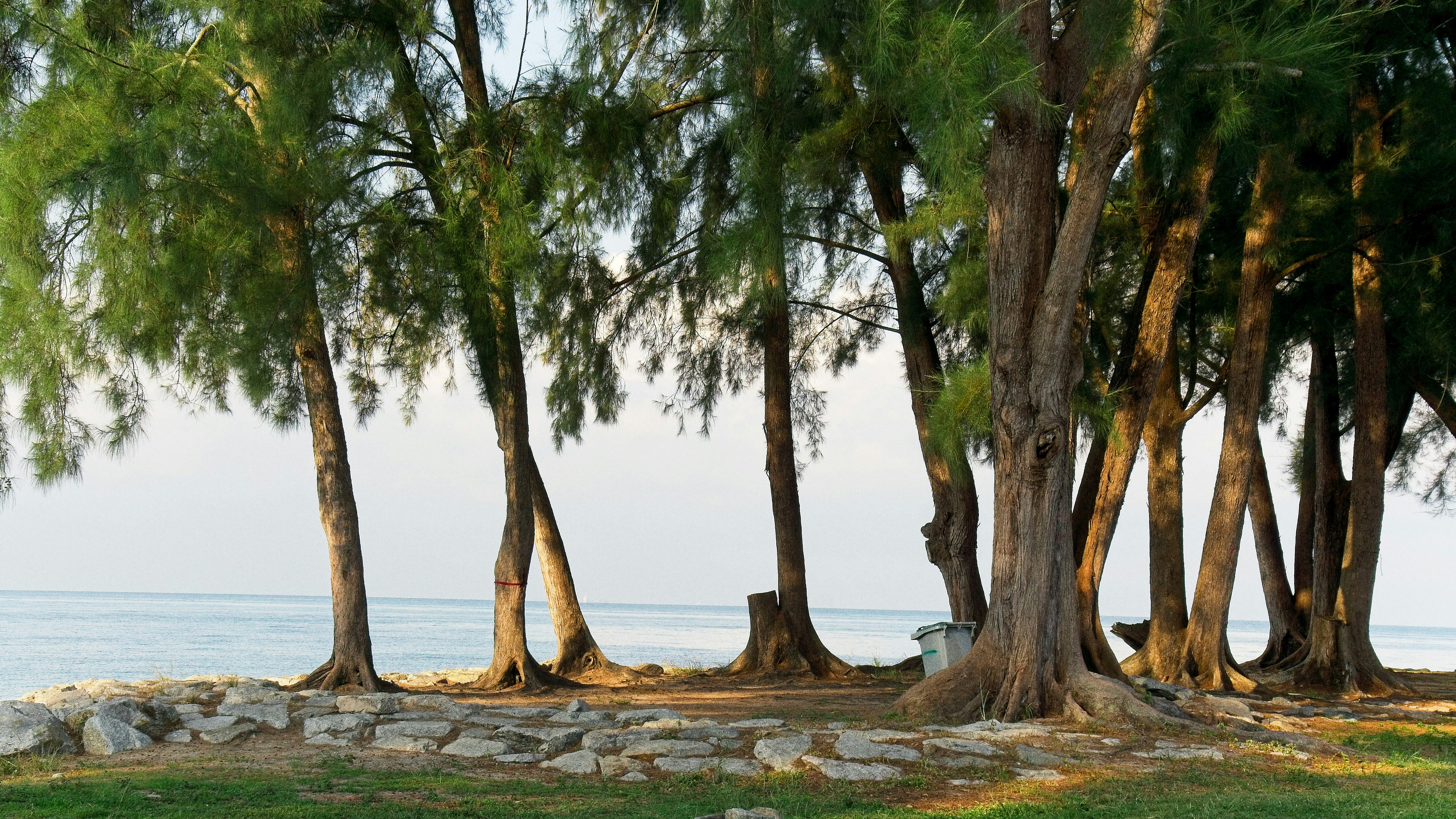 Trees stand near a shoreline.