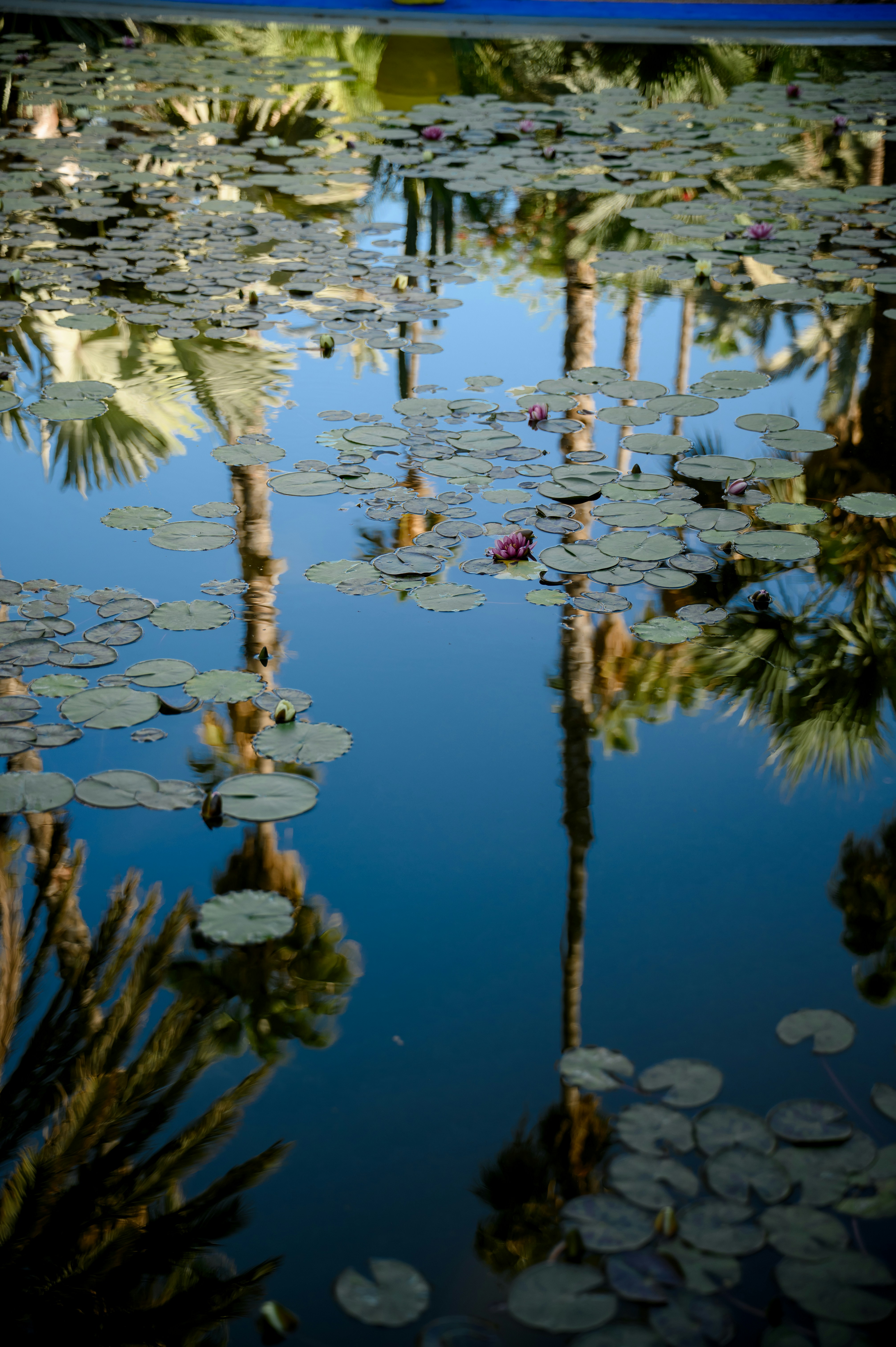 Photo by lucypetrosian