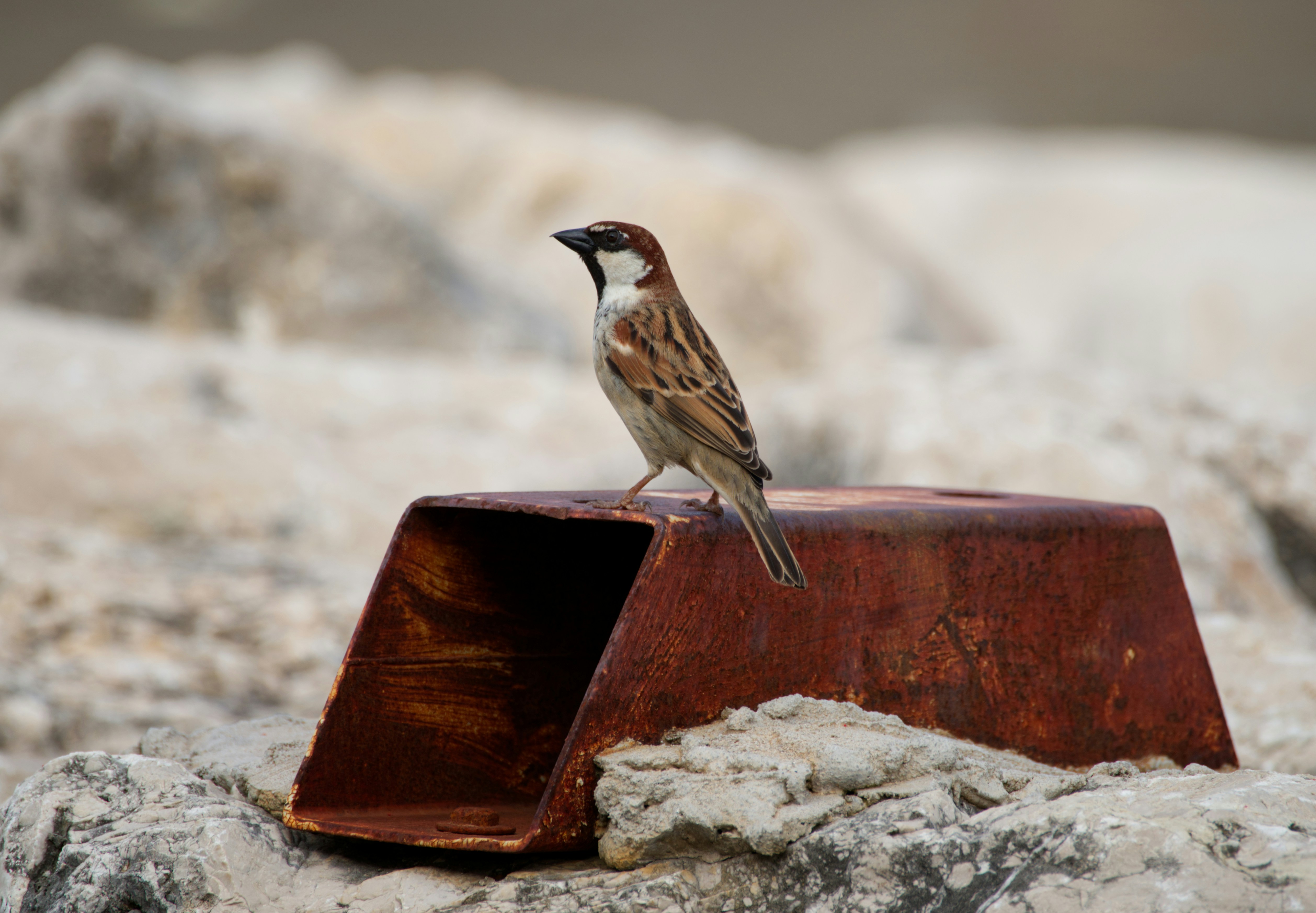 OpenSparrow 2.6 adds AI search, bulk editing, and 60+ shortcuts