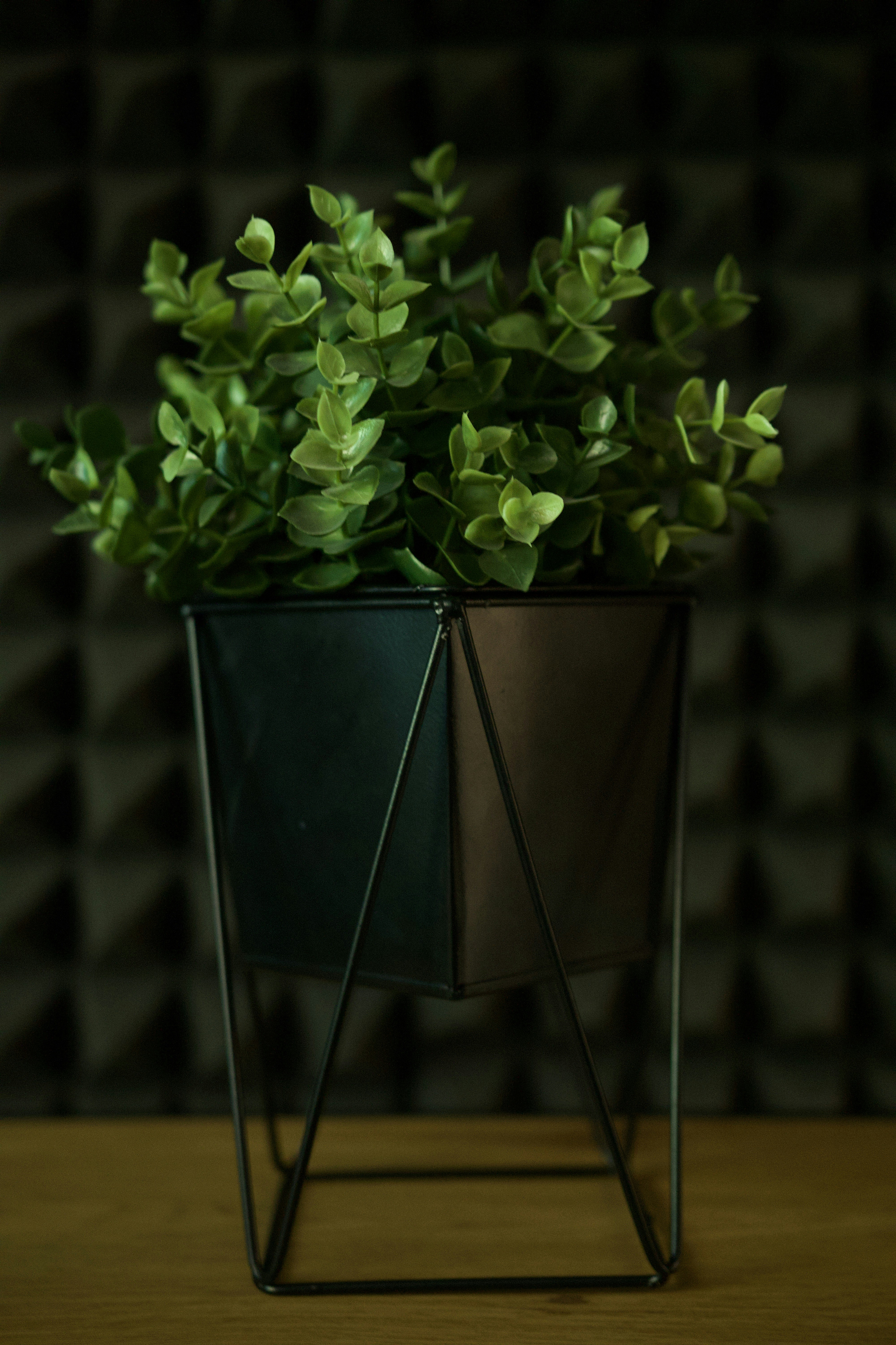 A green plant sits in a geometric black planter.