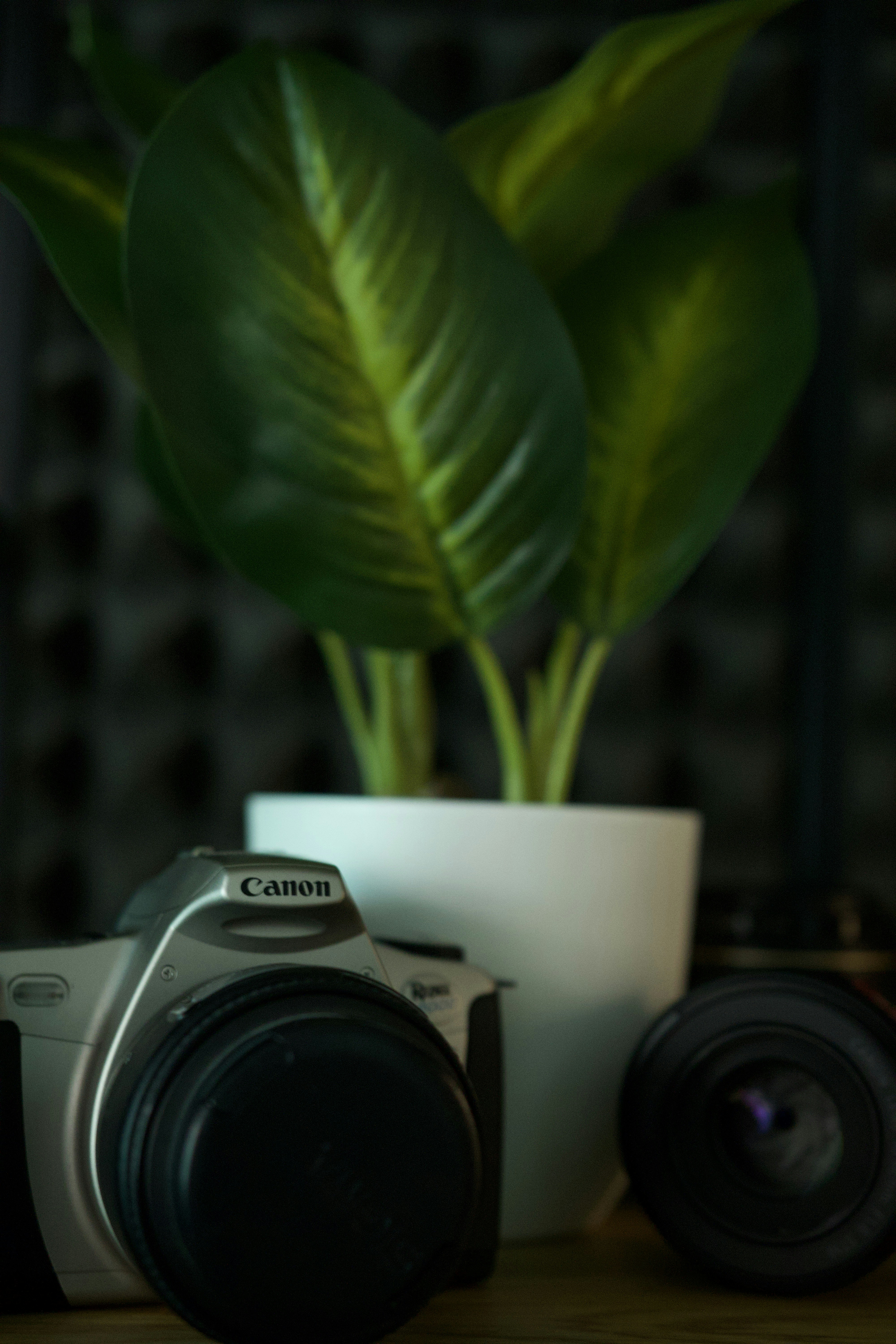 A camera and lens sit by a potted plant.