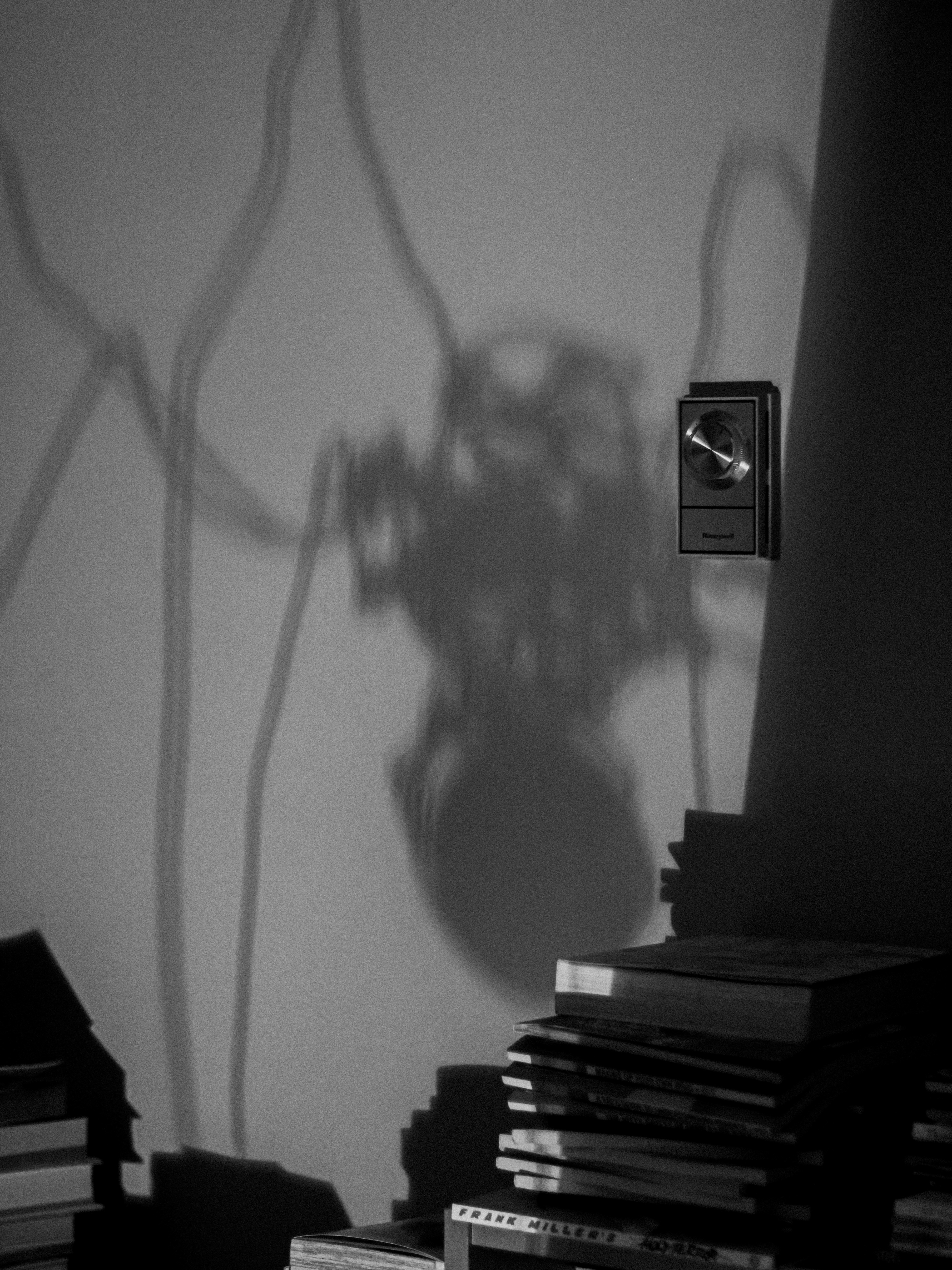 Photo by linusbelanger