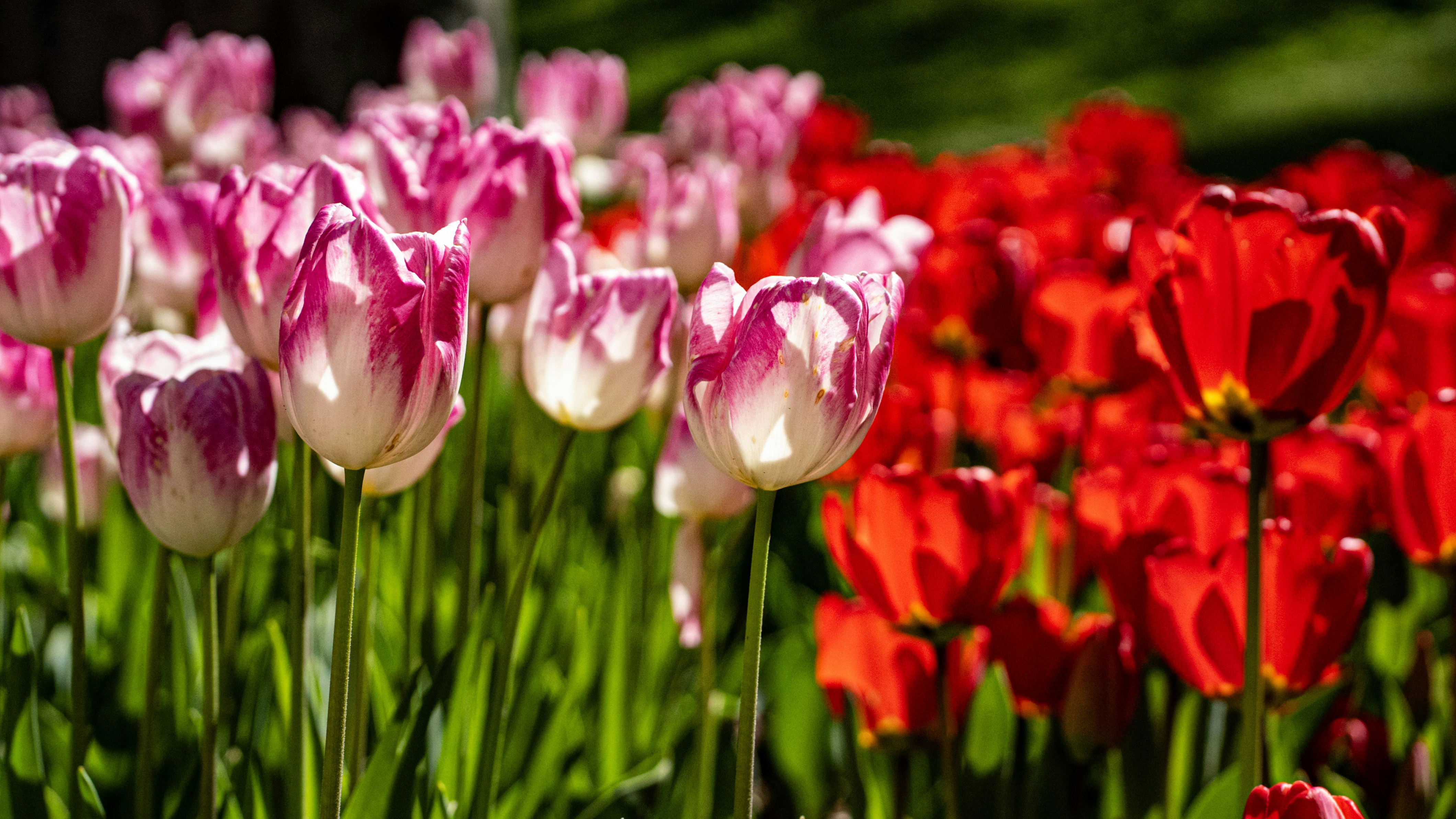 Photo by mihaela_claudia_p