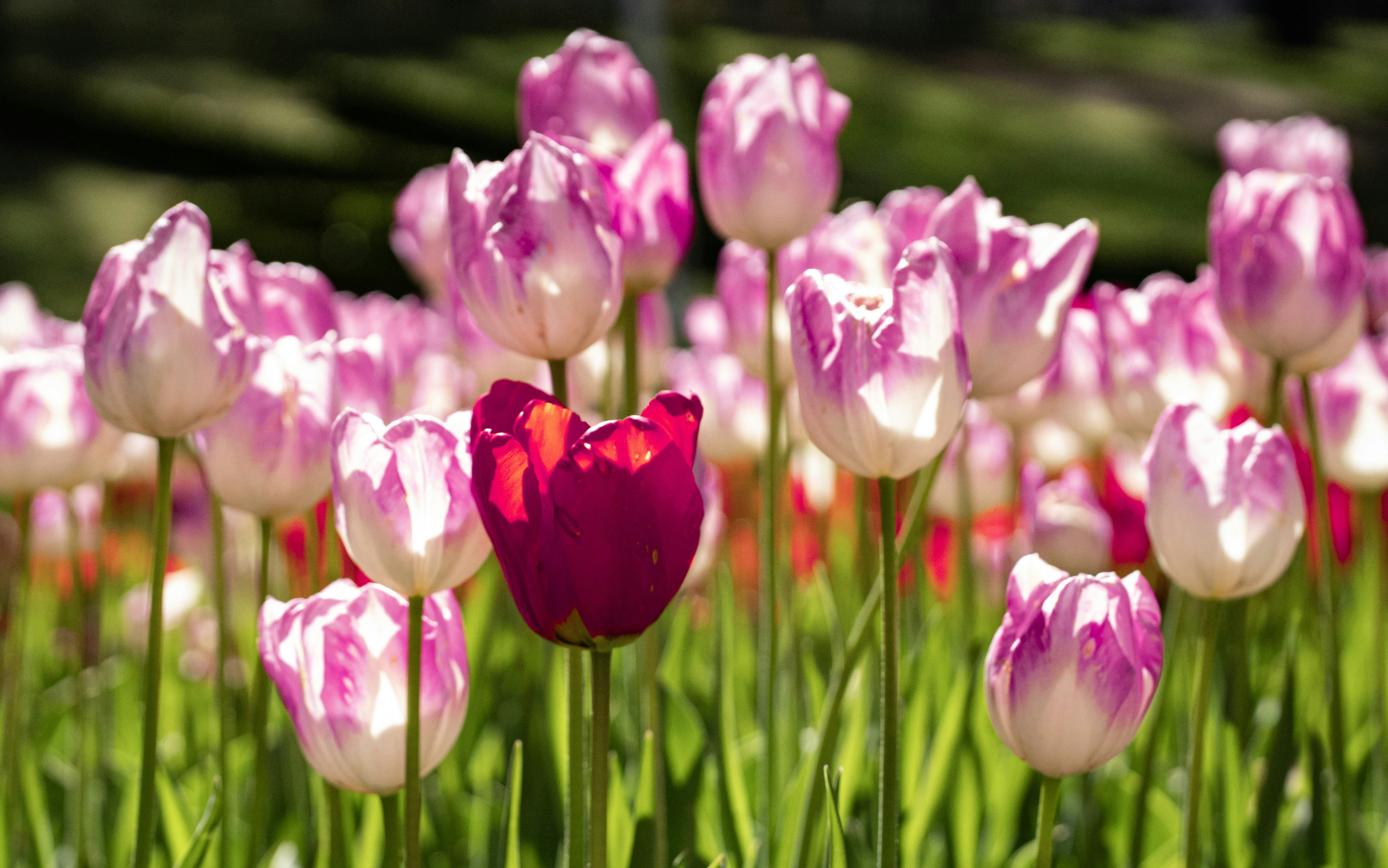 Photo by mihaela_claudia_p