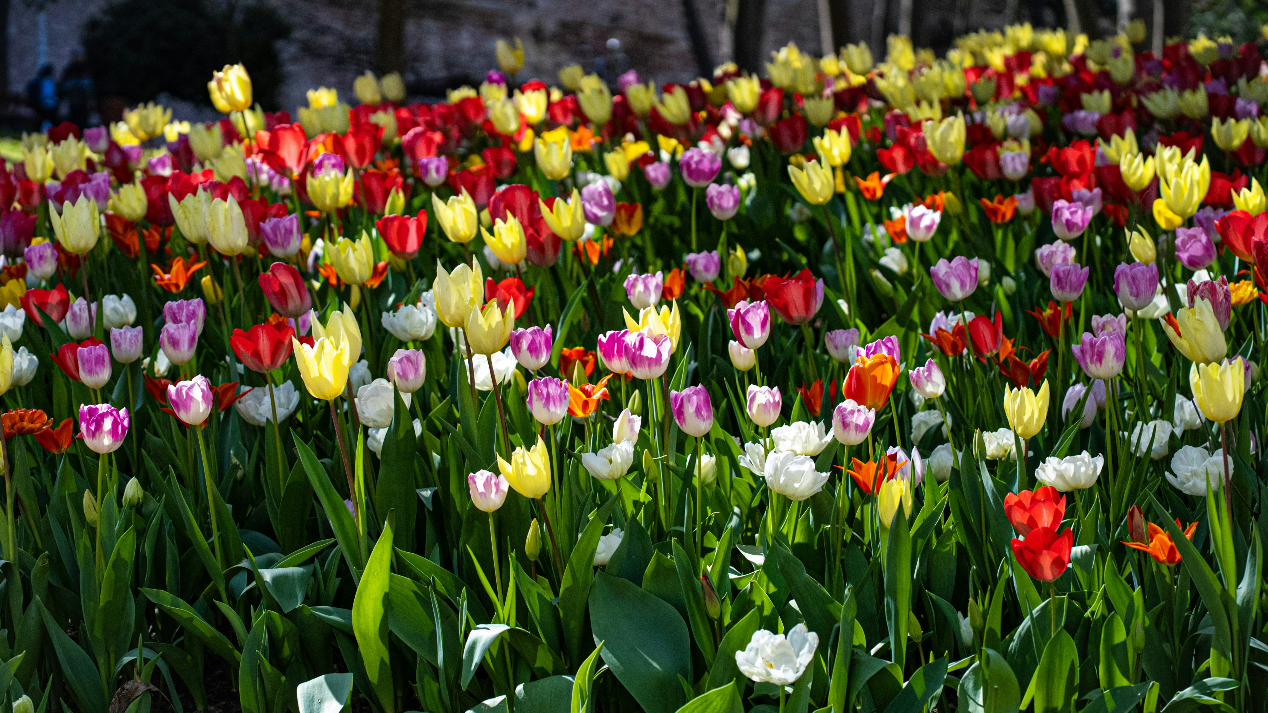 Photo by mihaela_claudia_p