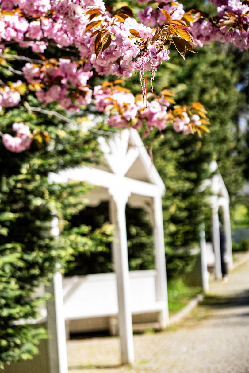 Cherry blossoms bloom above a white pathway.