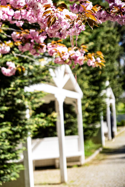 Cherry blossoms bloom above a white pathway.