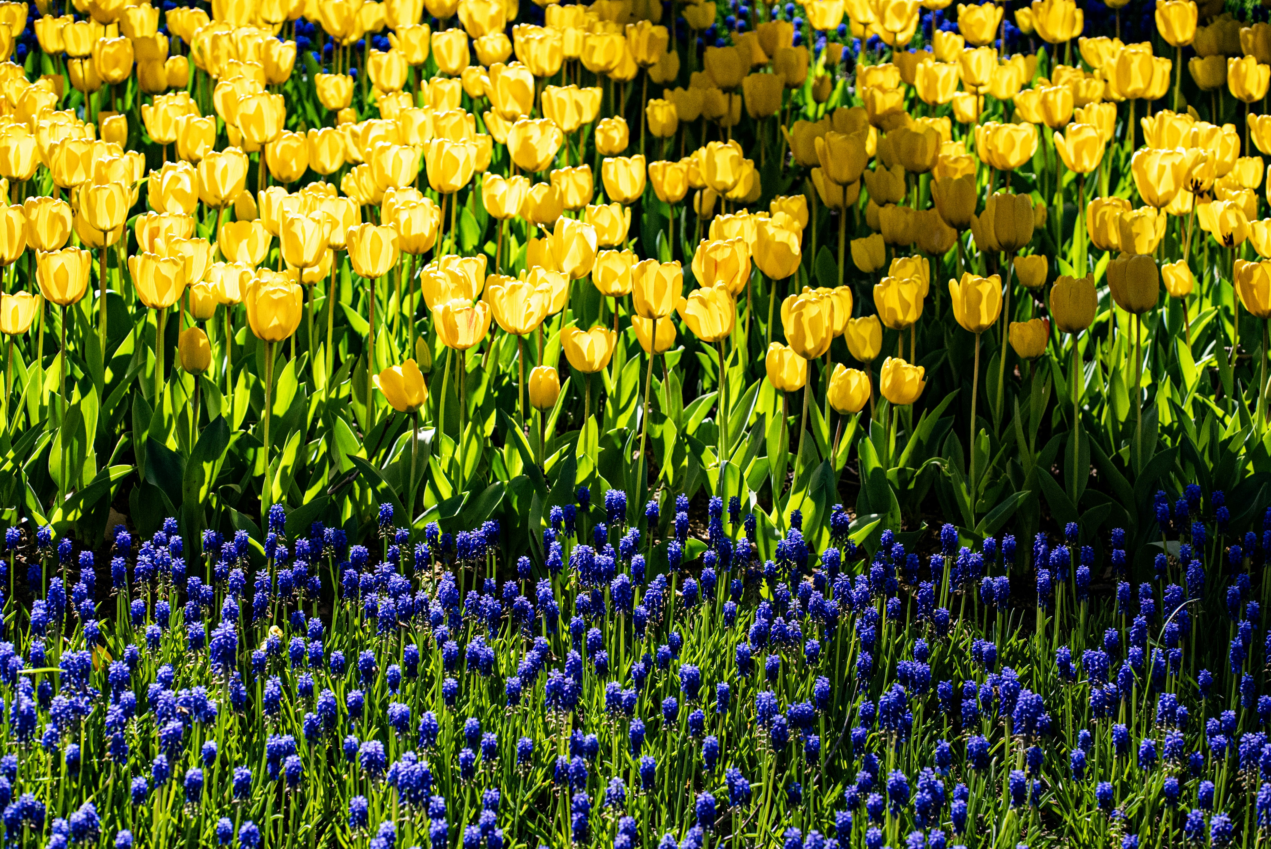 Photo by mihaela_claudia_p